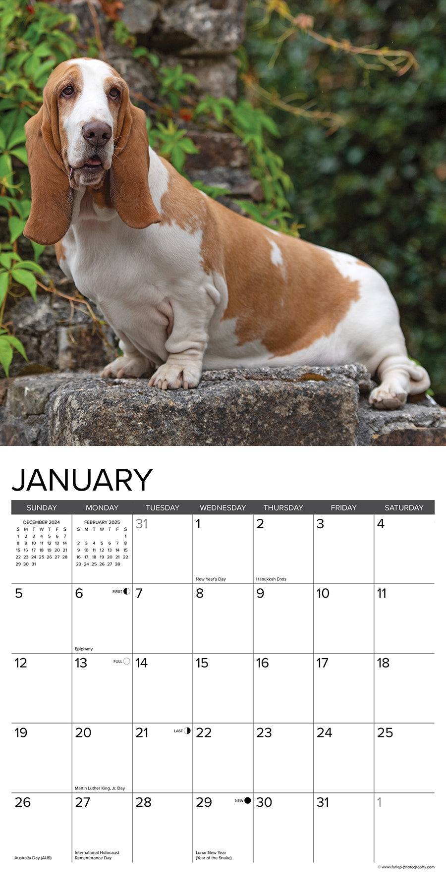 2025 Basset Hounds - Square Wall Calendar (US Only)