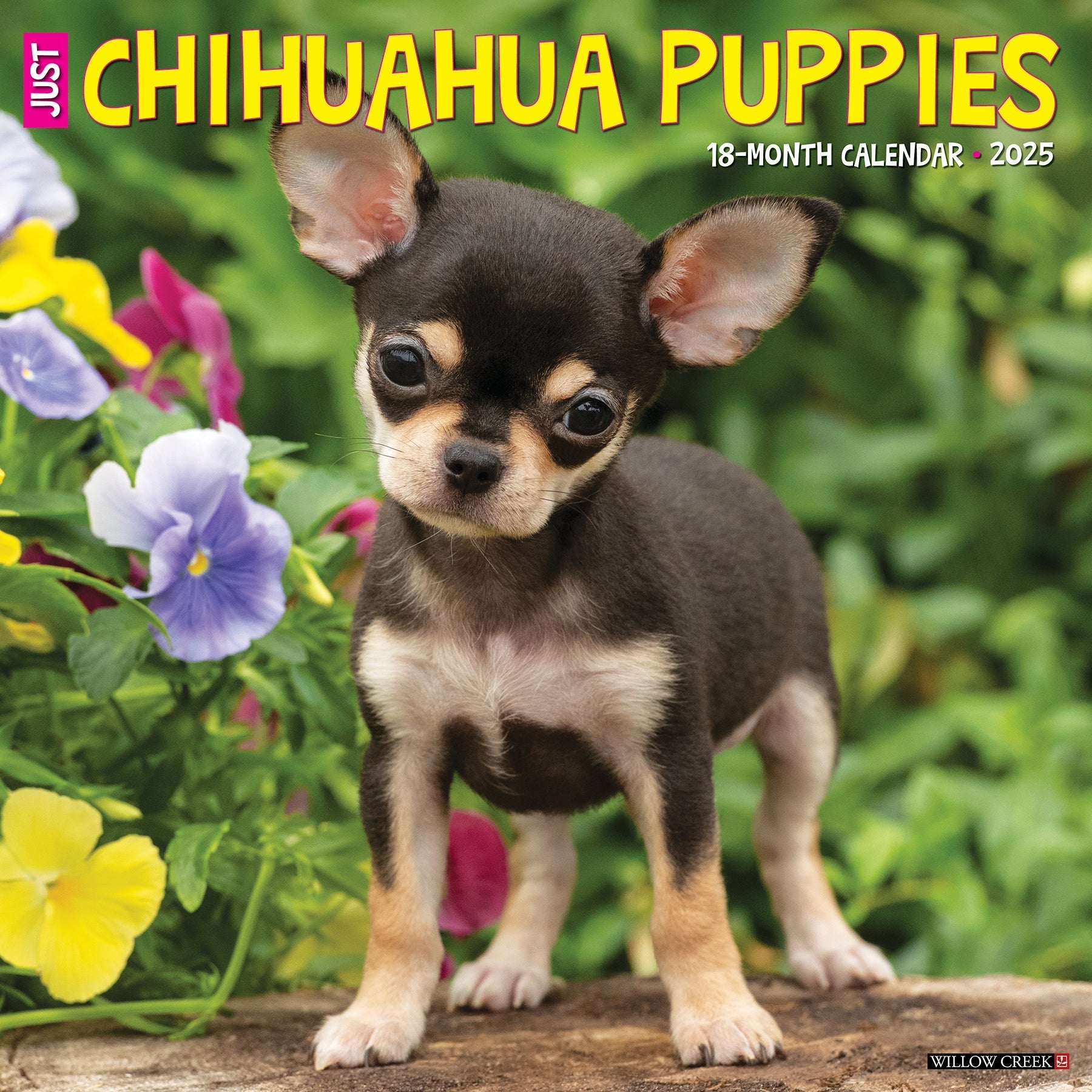 2025 Chihuahua Puppies - Square Wall Calendar (US Only)