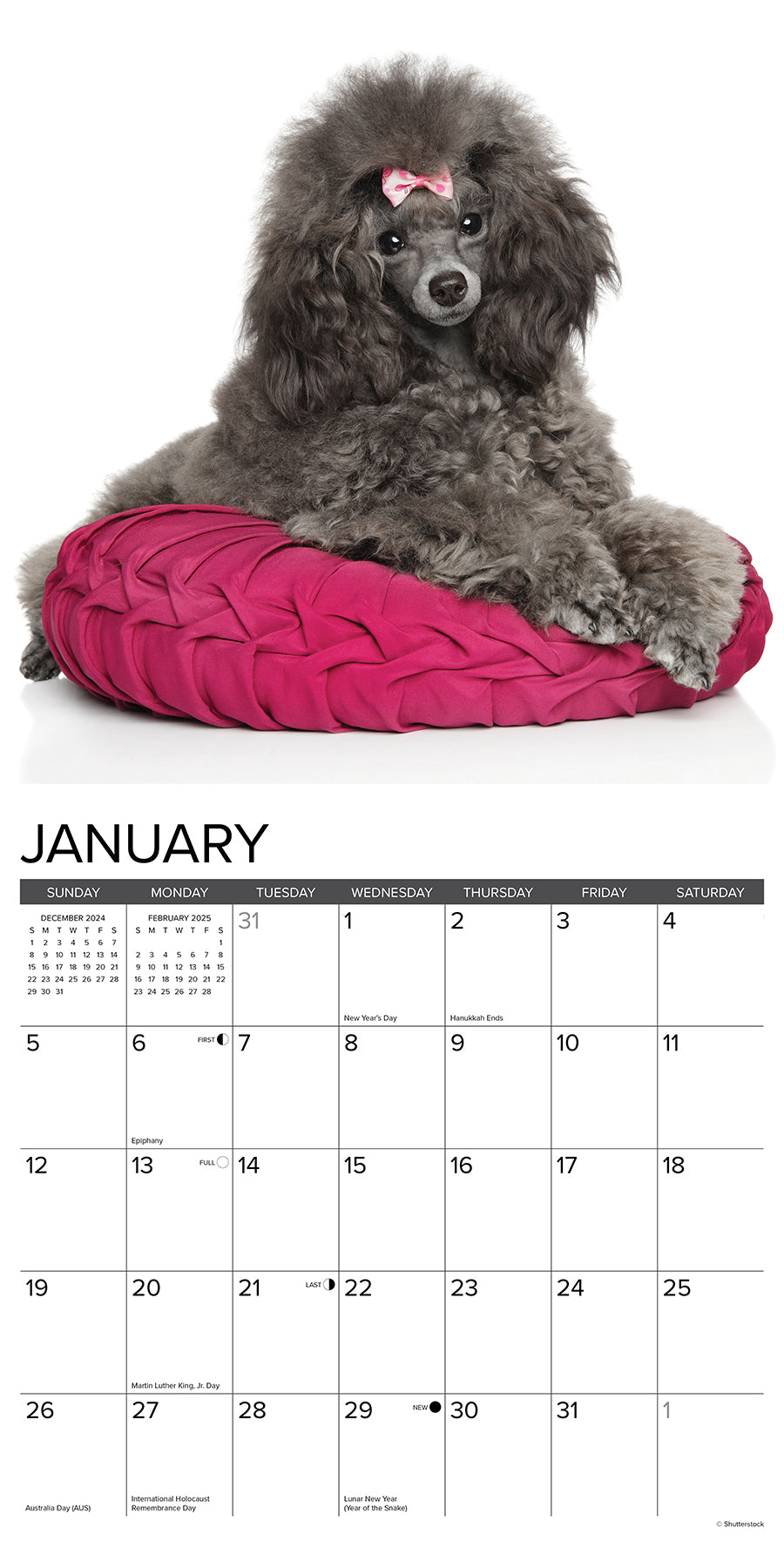 2025 Toy & Miniature Poodles - Square Wall Calendar (US Only)