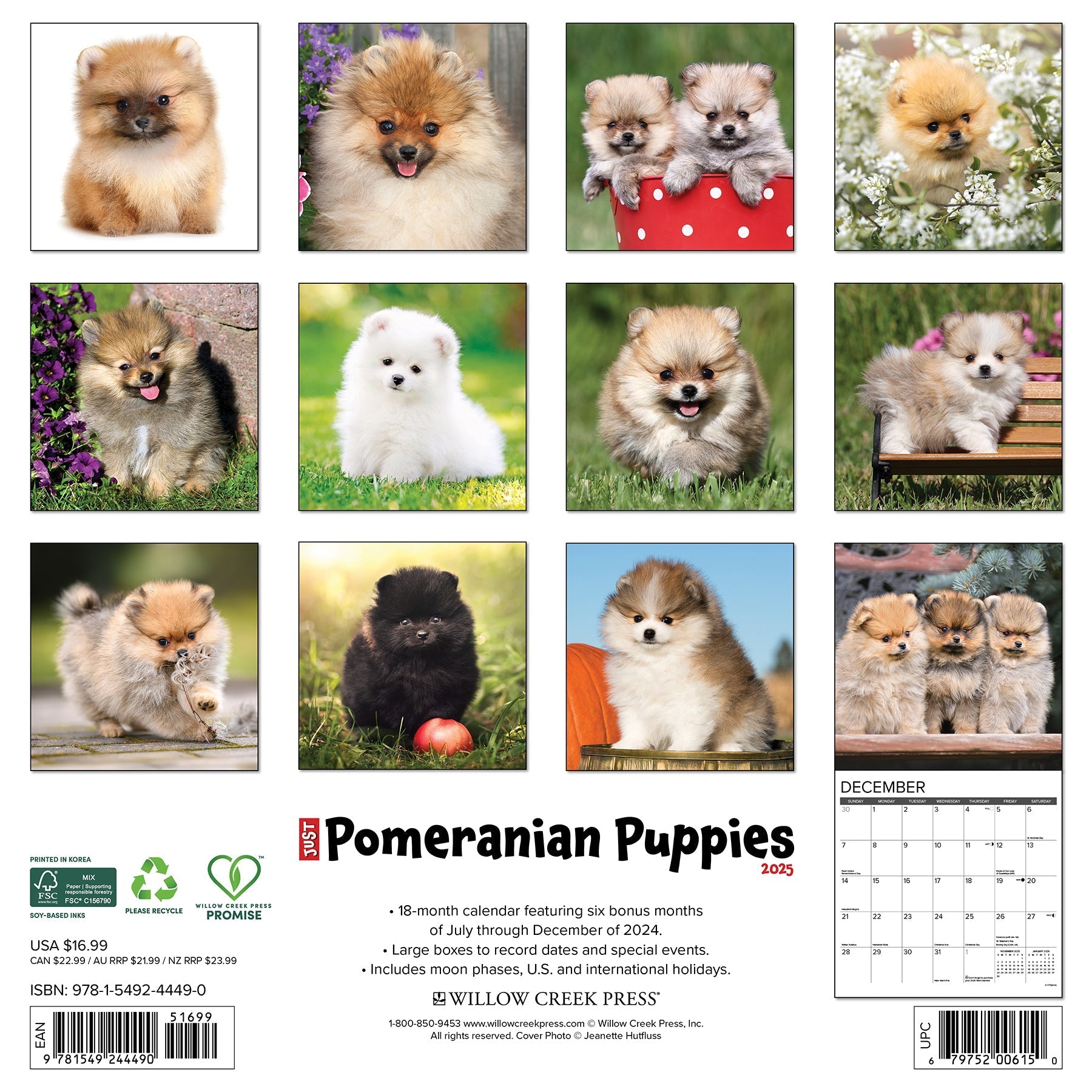 2025 Pomeranian Puppies - Square Wall Calendar (US Only)