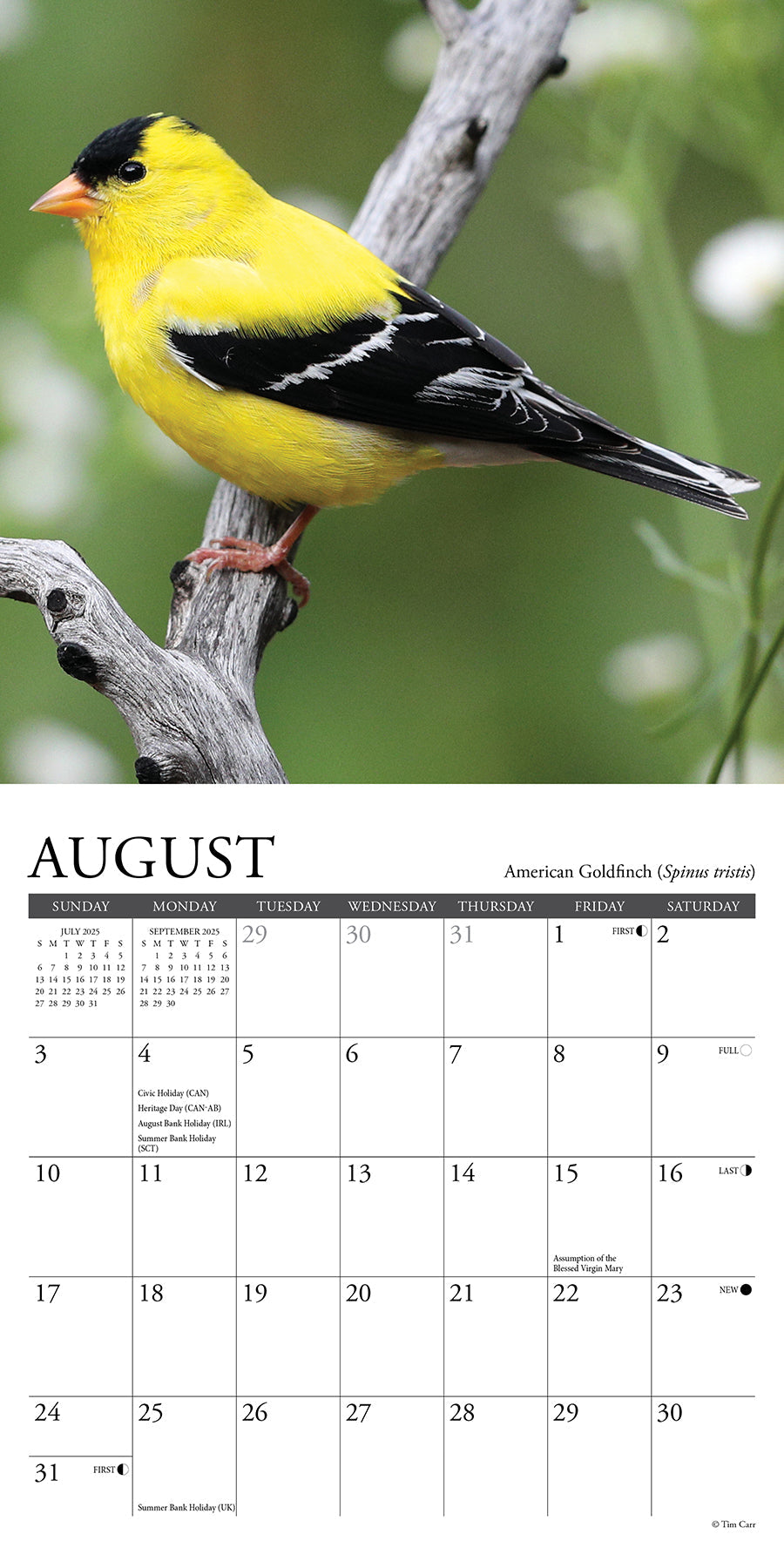 2025 Backyard Birds - Mini Wall Calendar (US Only)