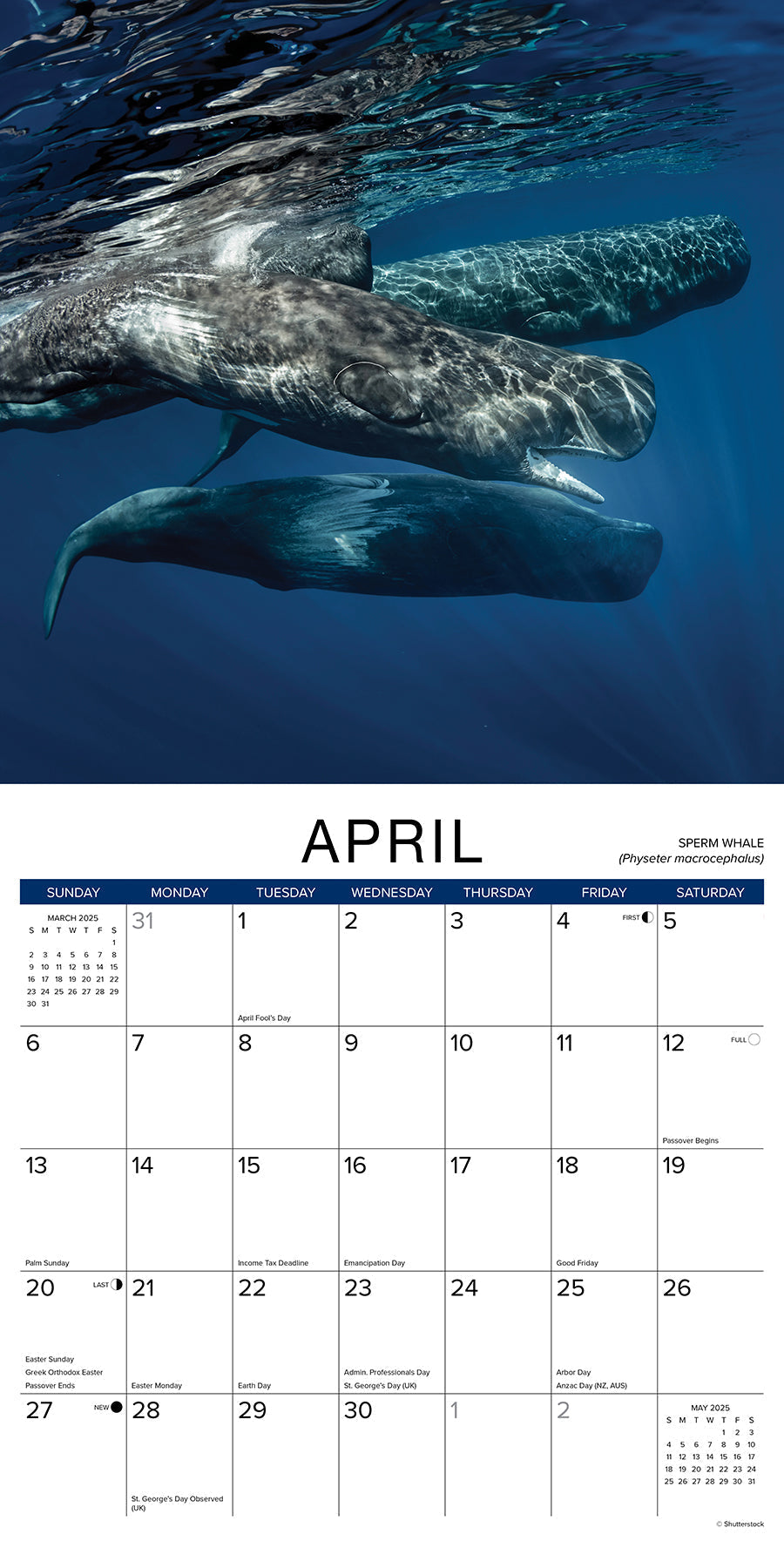 2025 Whales - Square Wall Calendar (US Only)