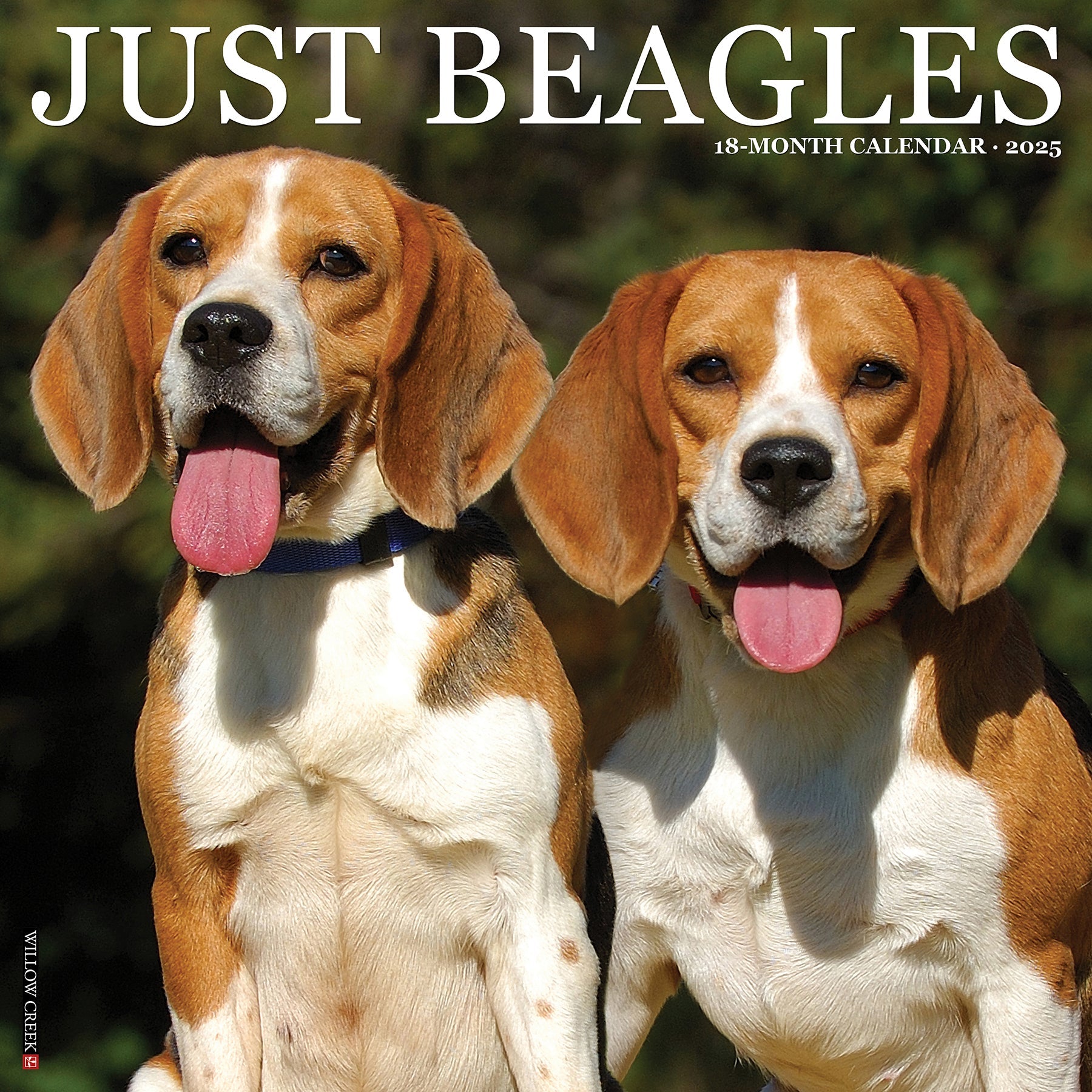 2025 Beagles - Square Wall Calendar (US Only)