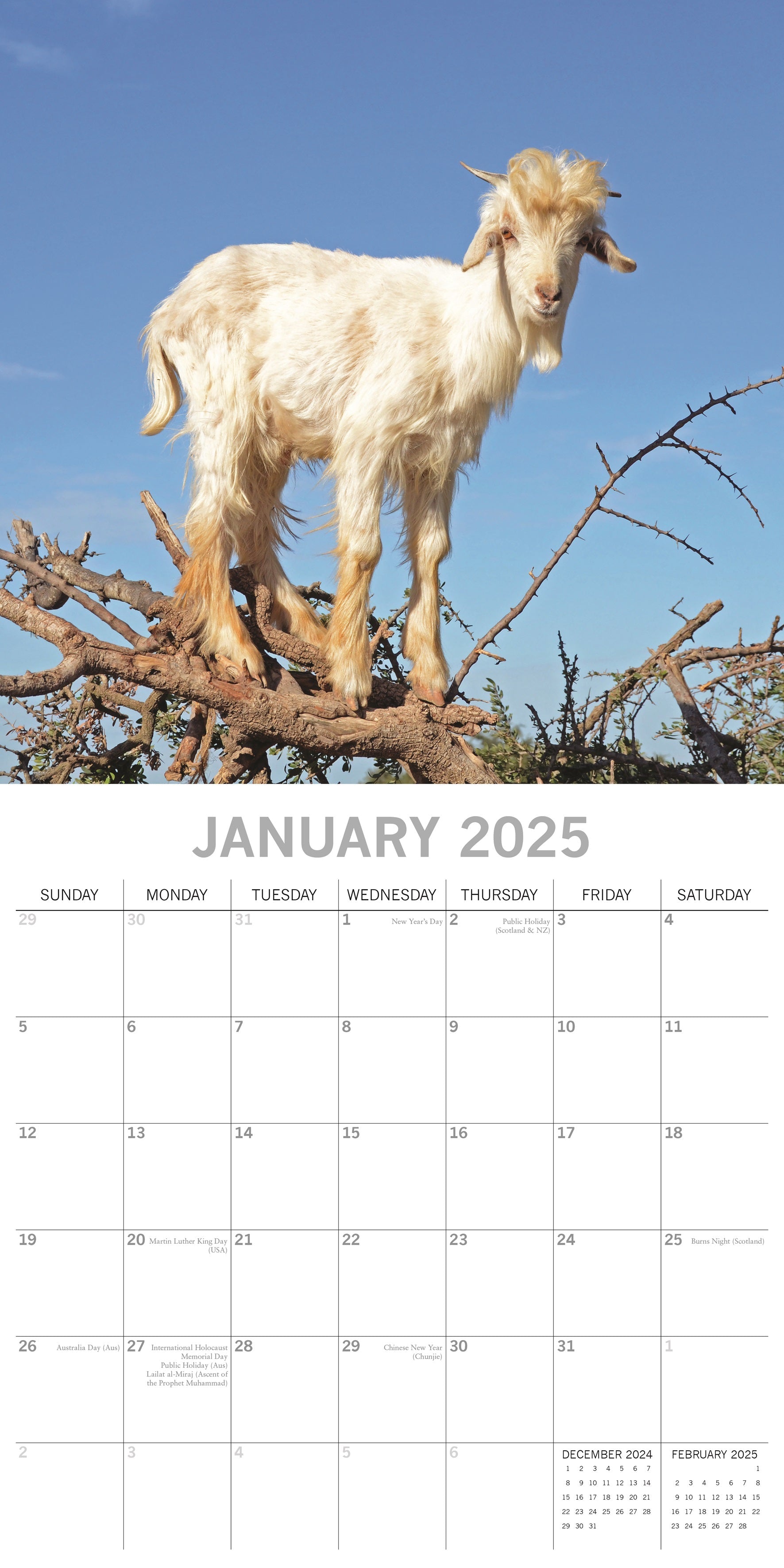 2025 Goats in Trees - Square Wall Calendar