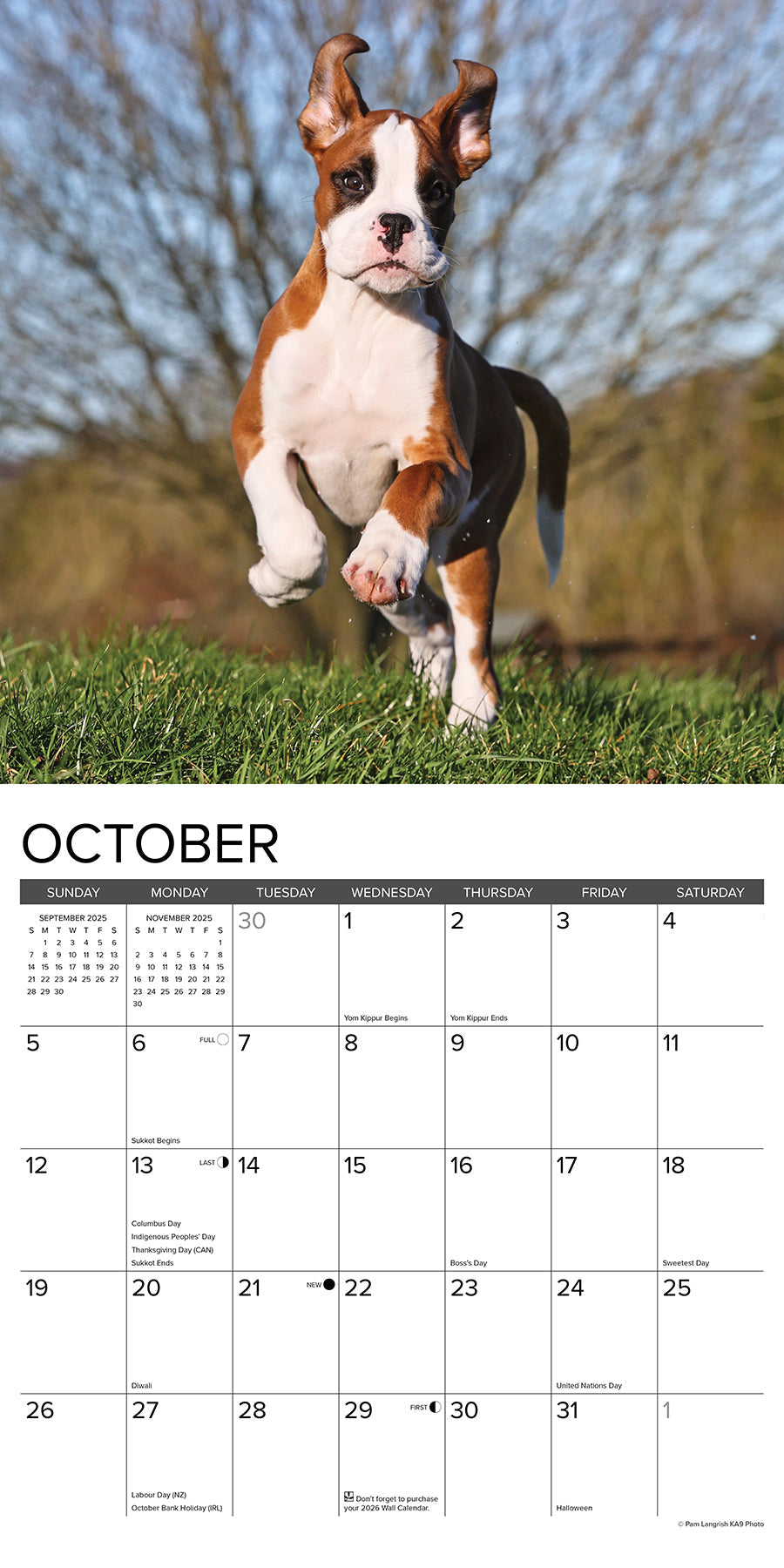 2025 Boxer Puppies - Square Wall Calendar (US Only)