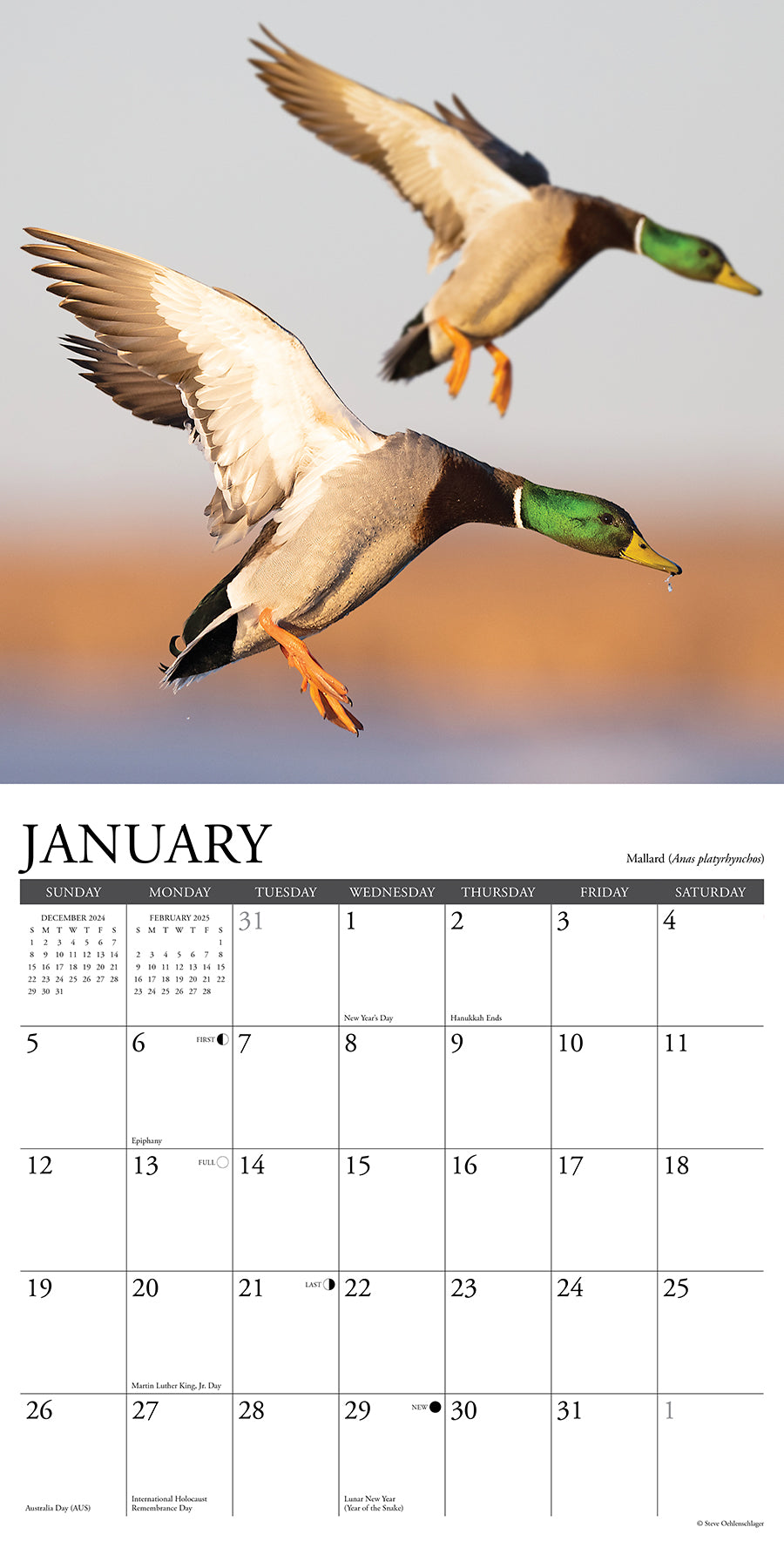2025 Waterfowl - Square Wall Calendar (US Only)
