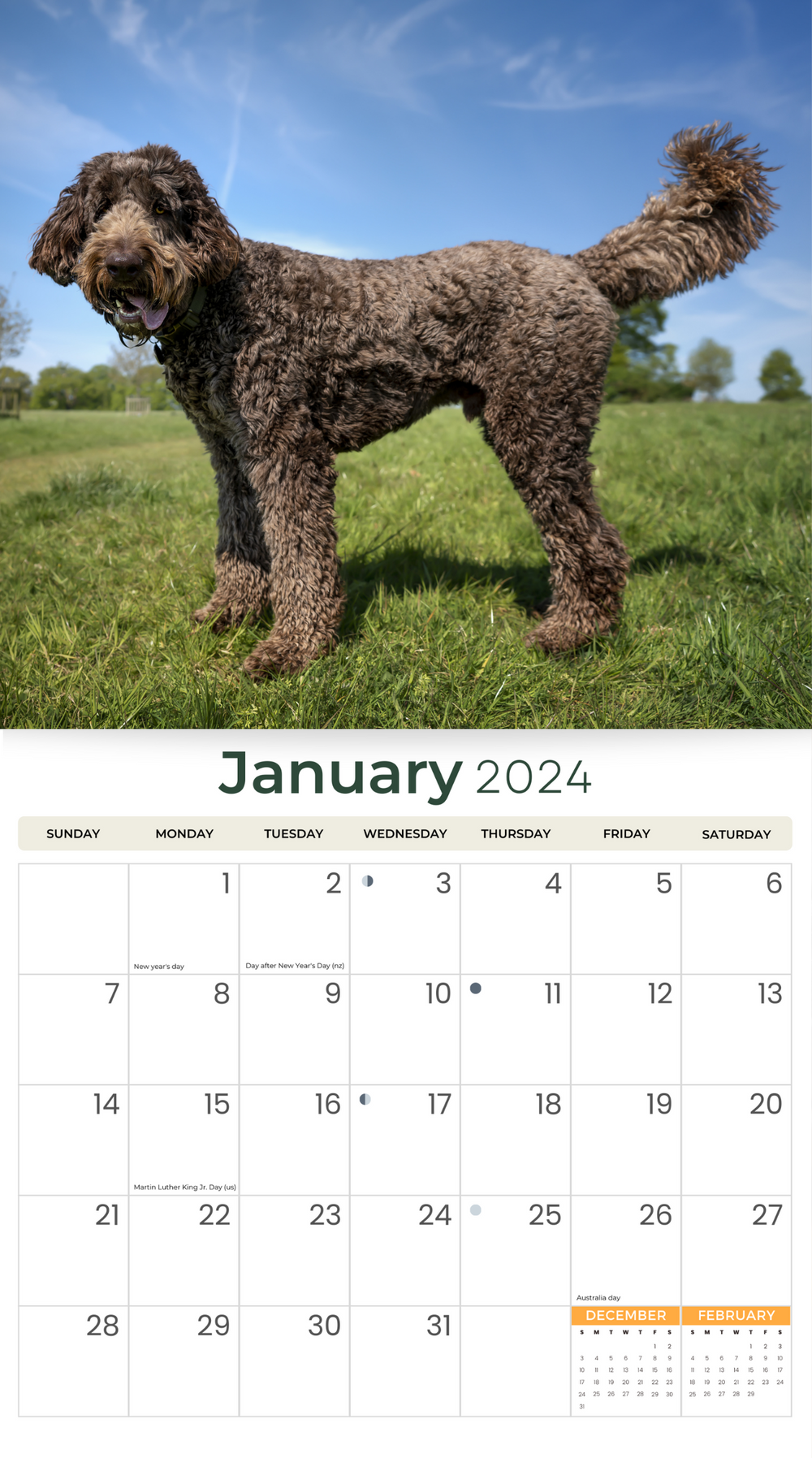 2024 Labradoodles Deluxe Wall Calendar Dogs & Puppies Calendars By