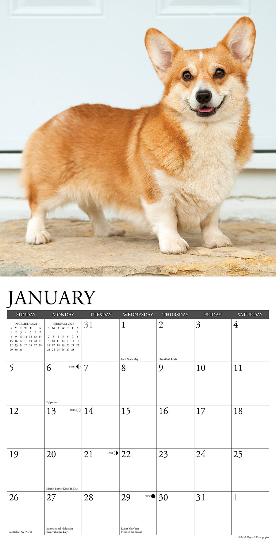 2025 Pembroke Corgis - Square Wall Calendar (US Only)