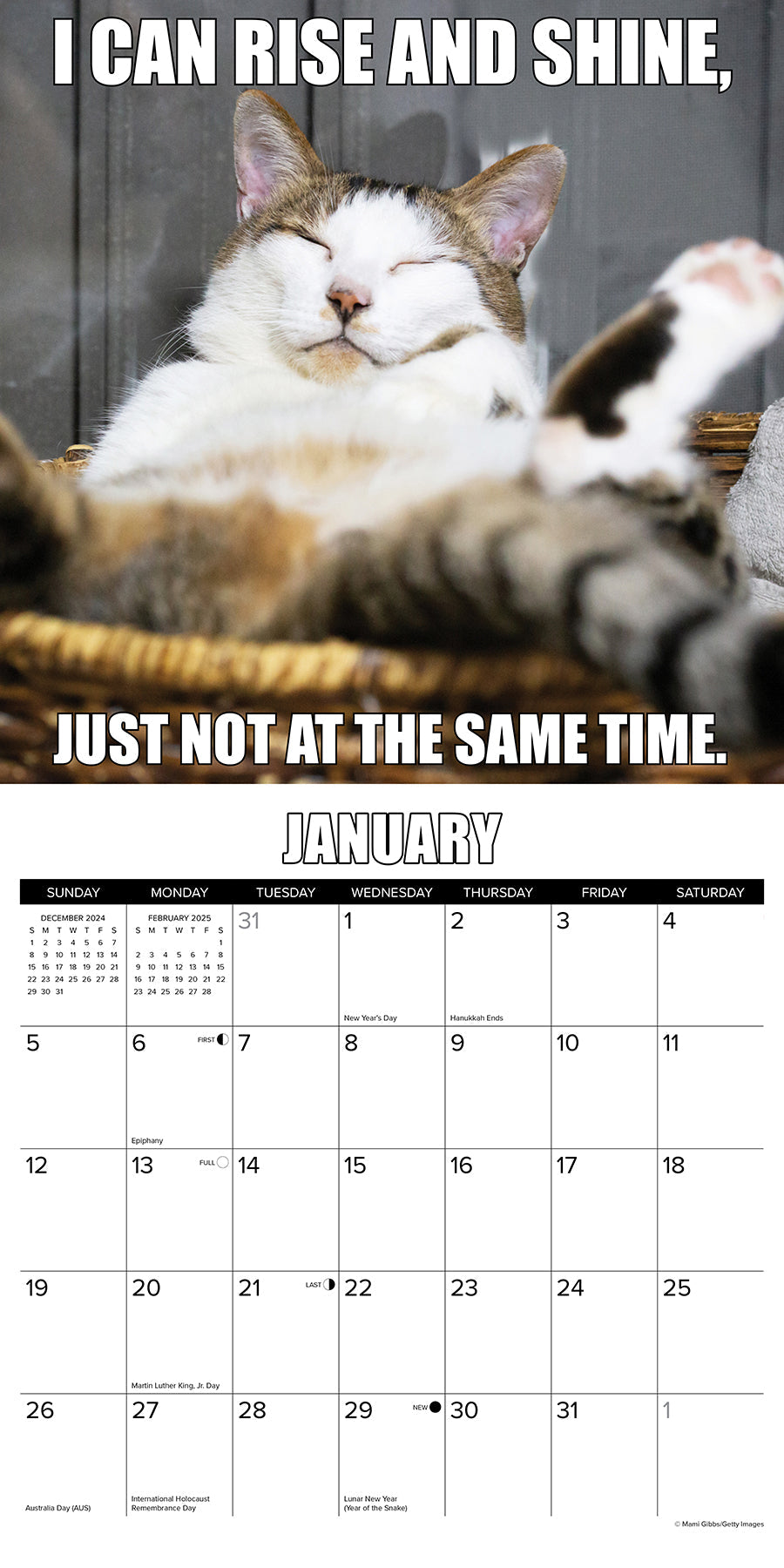 2025 Cat-astrophe - Square Wall Calendar (US Only)