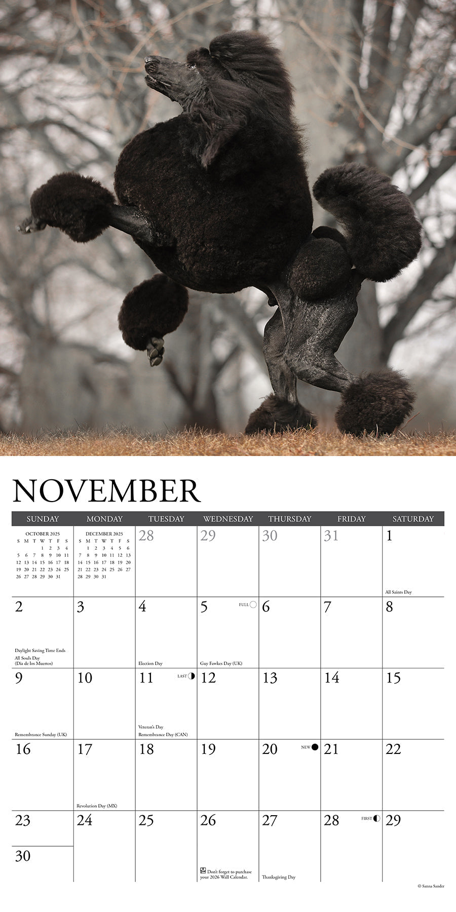 2025 Poodles - Square Wall Calendar (US Only)