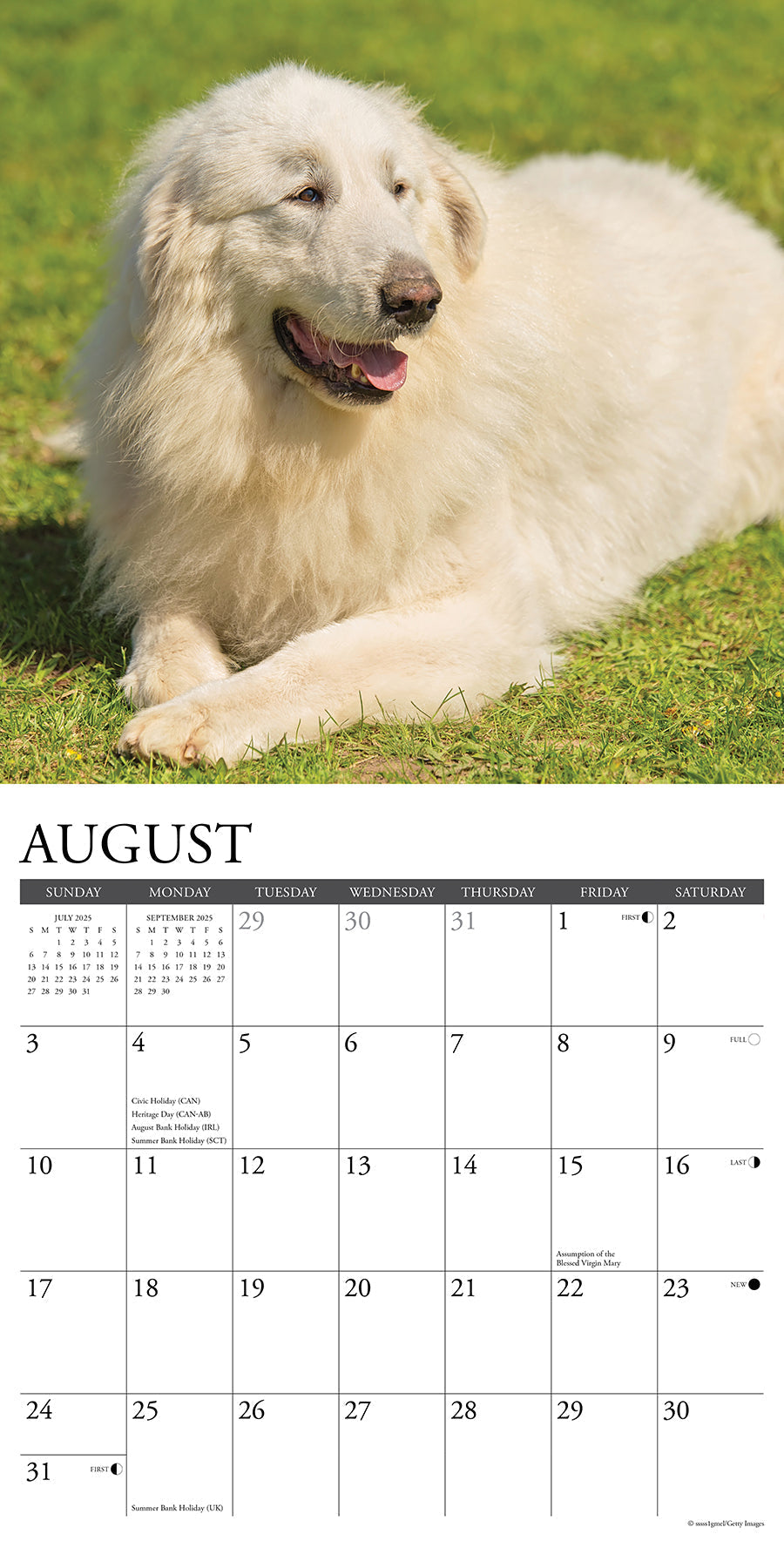 2025 Great Pyrenees - Square Wall Calendar (US Only)