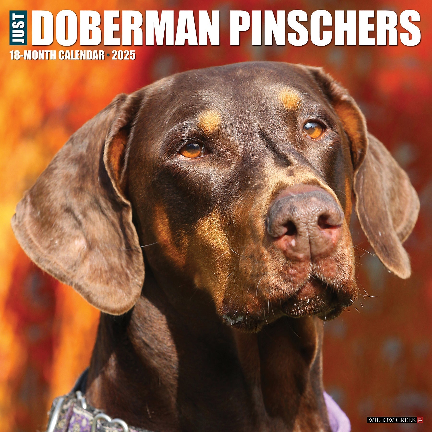 2025 Doberman Pinschers - Square Wall Calendar (US Only)