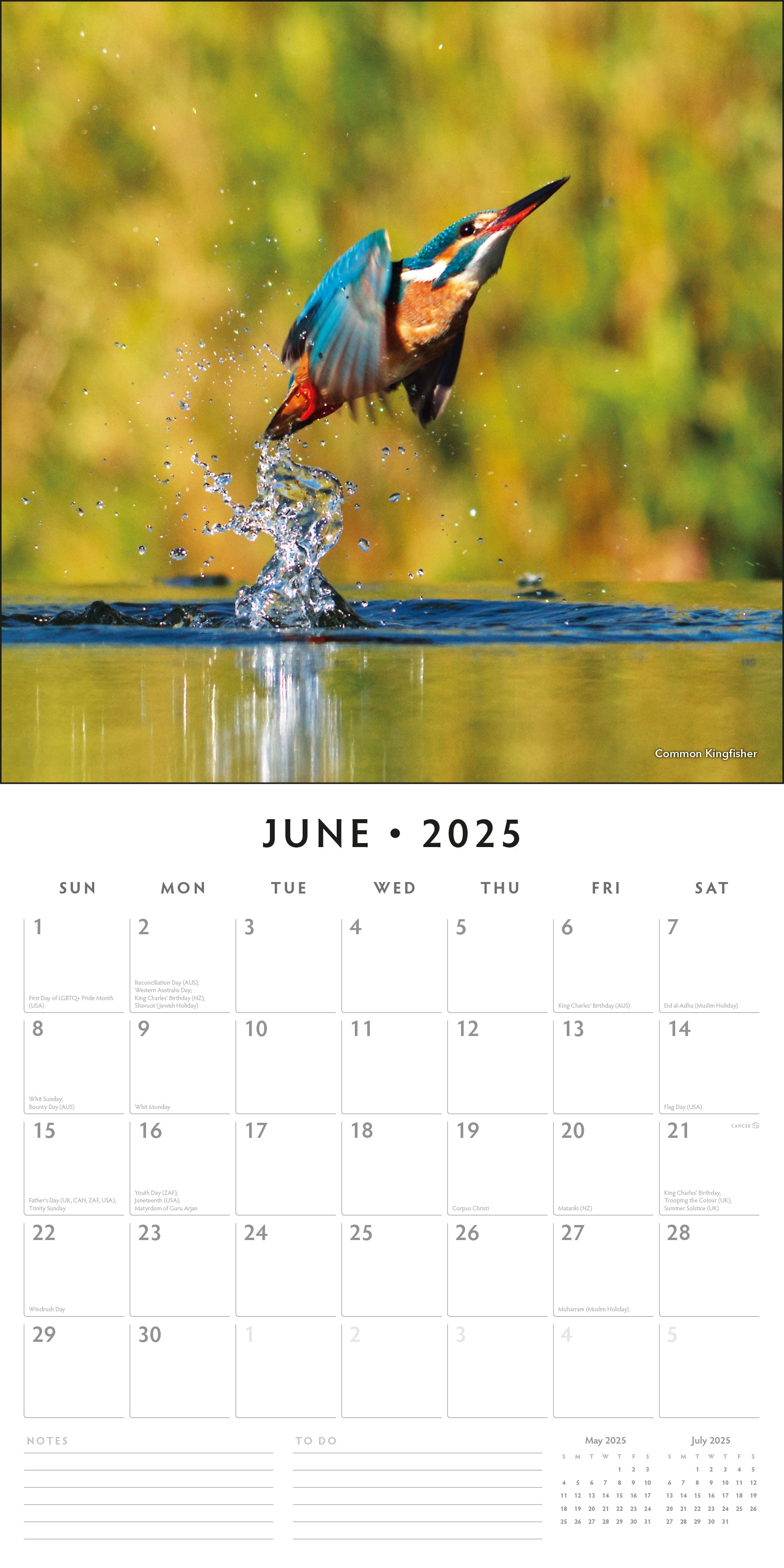 2025 Kingfishers - Square Wall Calendar