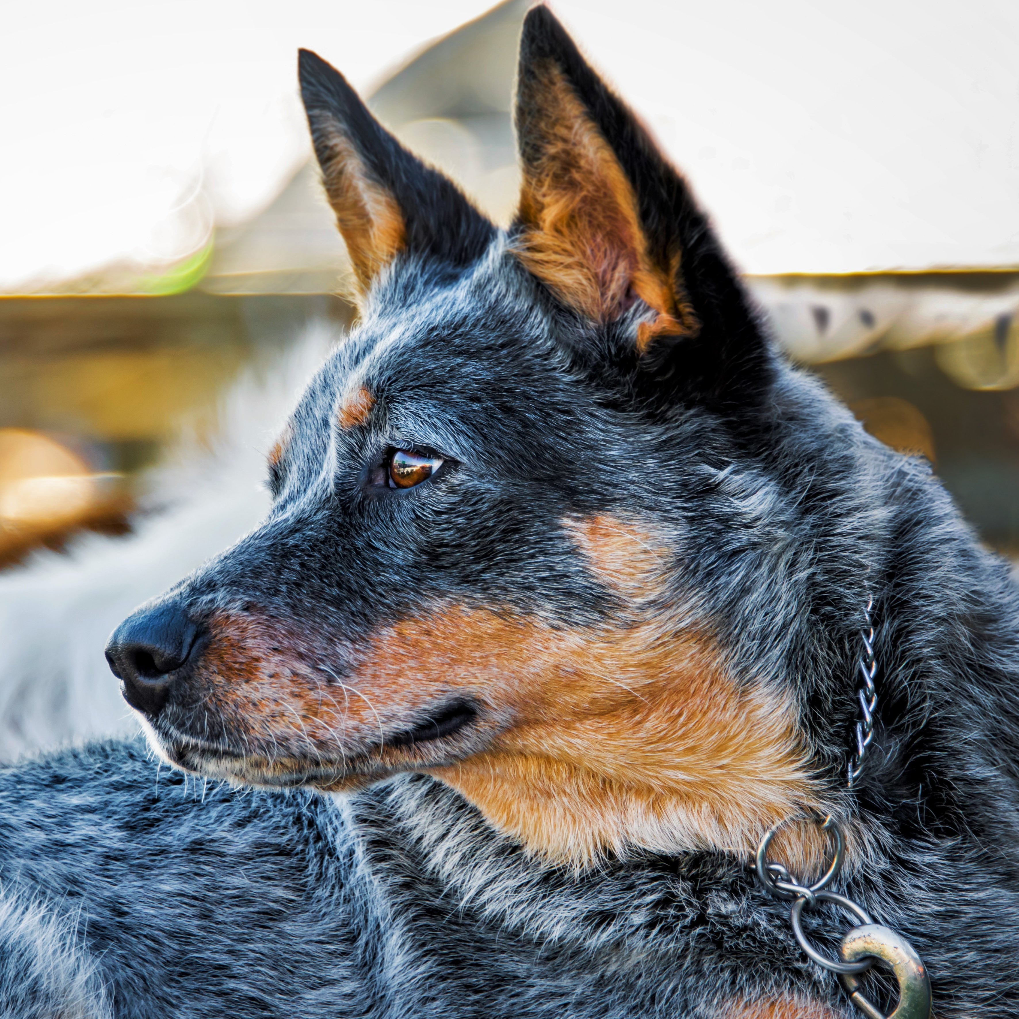 2025 Farm Dogs - Square Wall Calendar