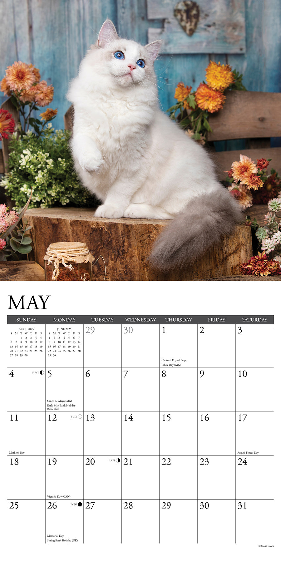 2025 Ragdoll Cats - Square Wall Calendar (US Only)