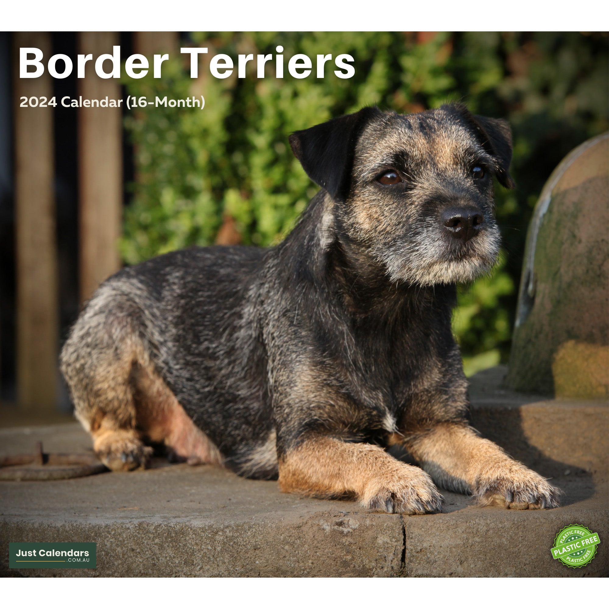 2024 Border Terriers - Deluxe Wall Calendar