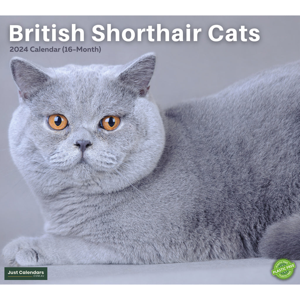 2024 British Shorthair Cats Deluxe Wall Calendar Cats & Kittens
