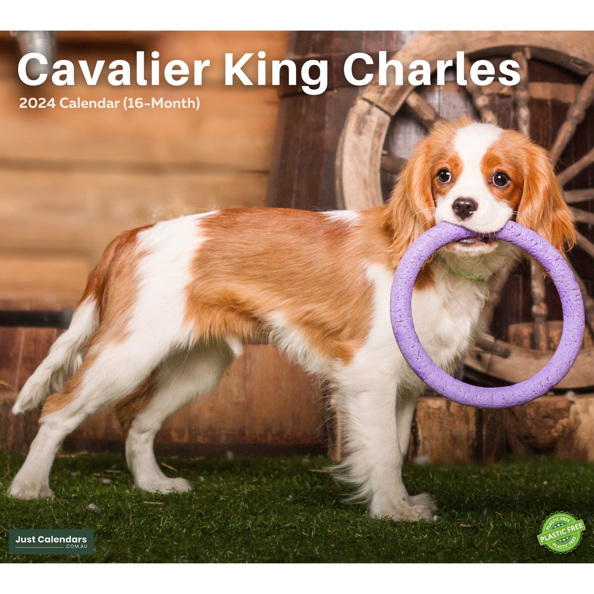 2024 Cavalier King Charles Dogs & Puppies - Deluxe Wall Calendar by Just Calendars - 16 Month - Plastic Free
