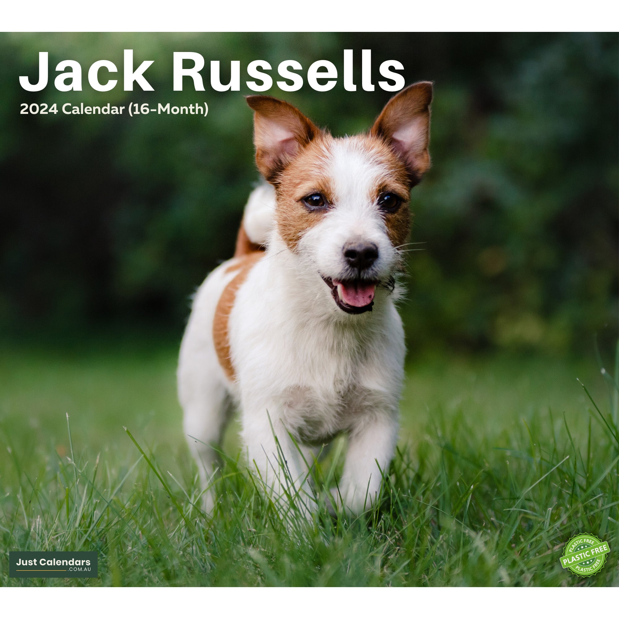 2024 Jack Russells - Deluxe Wall Calendar