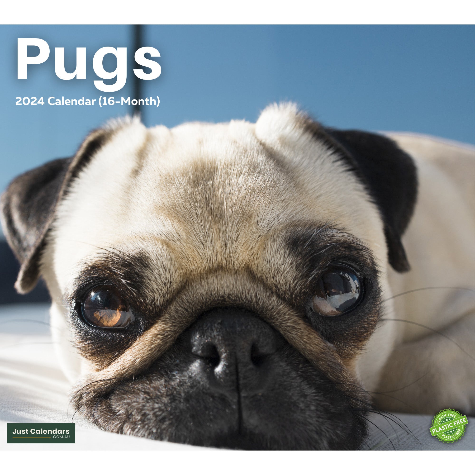 2024 Pugs Dogs & Puppies - Deluxe Wall Calendar by Just Calendars - 16 Month - Plastic Free
