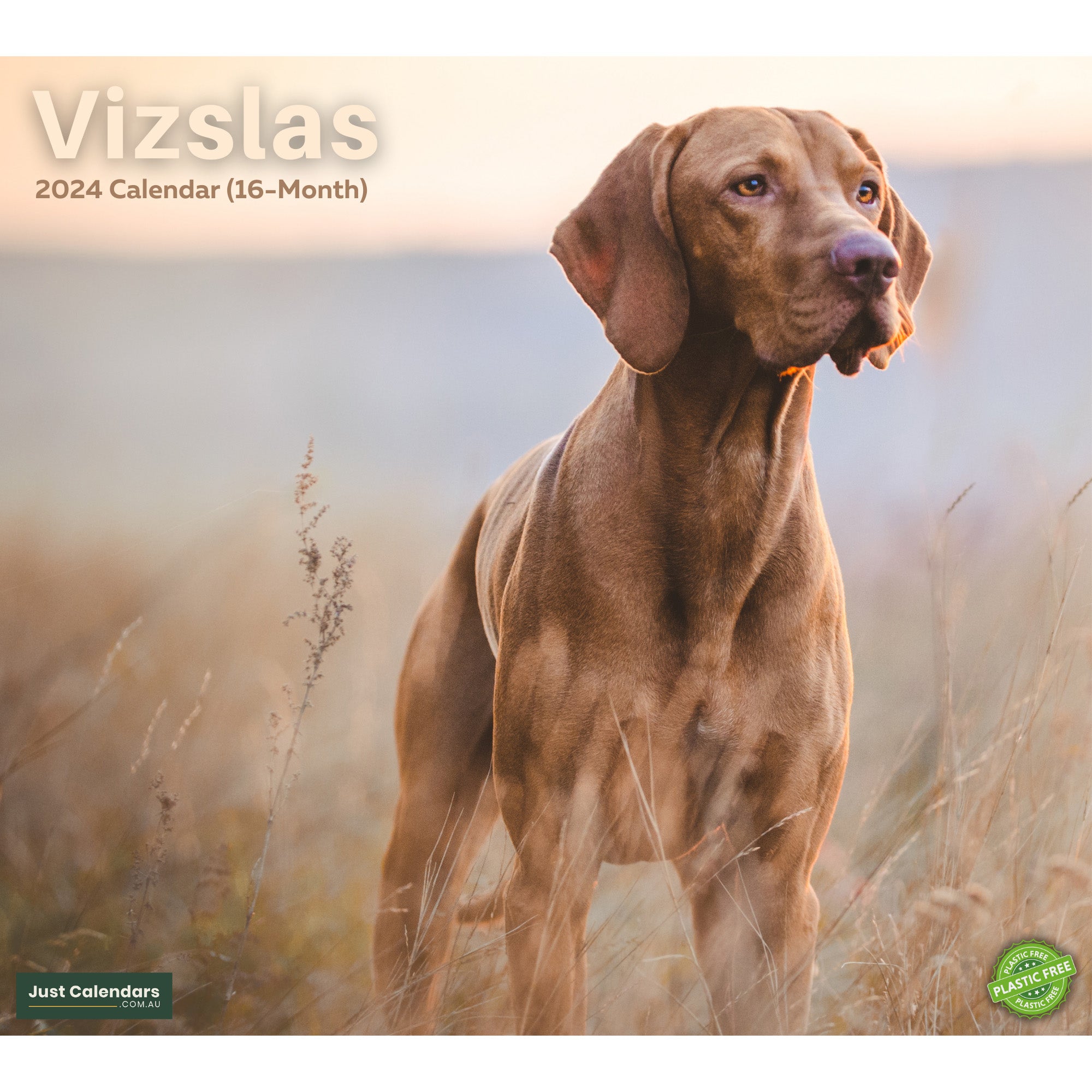 2024 Vizslas Dogs & Puppies - Deluxe Wall Calendar by Just Calendars - 16 Month - Plastic Free
