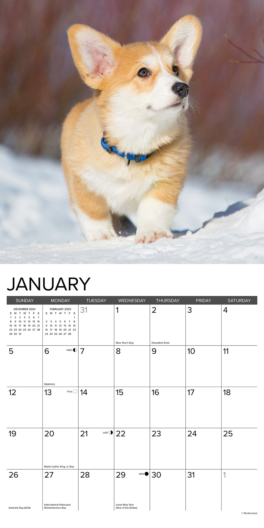 2025 Corgi Puppies - Square Wall Calendar (US Only)