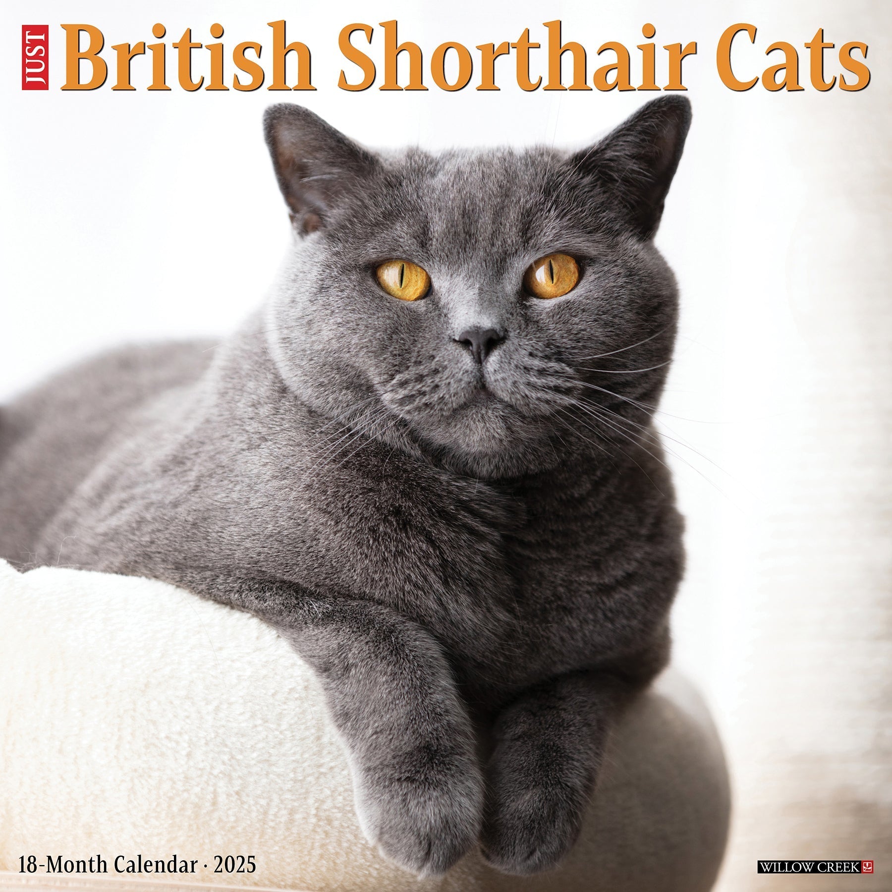 2025 British Shorthair Cats - Square Wall Calendar (US Only)