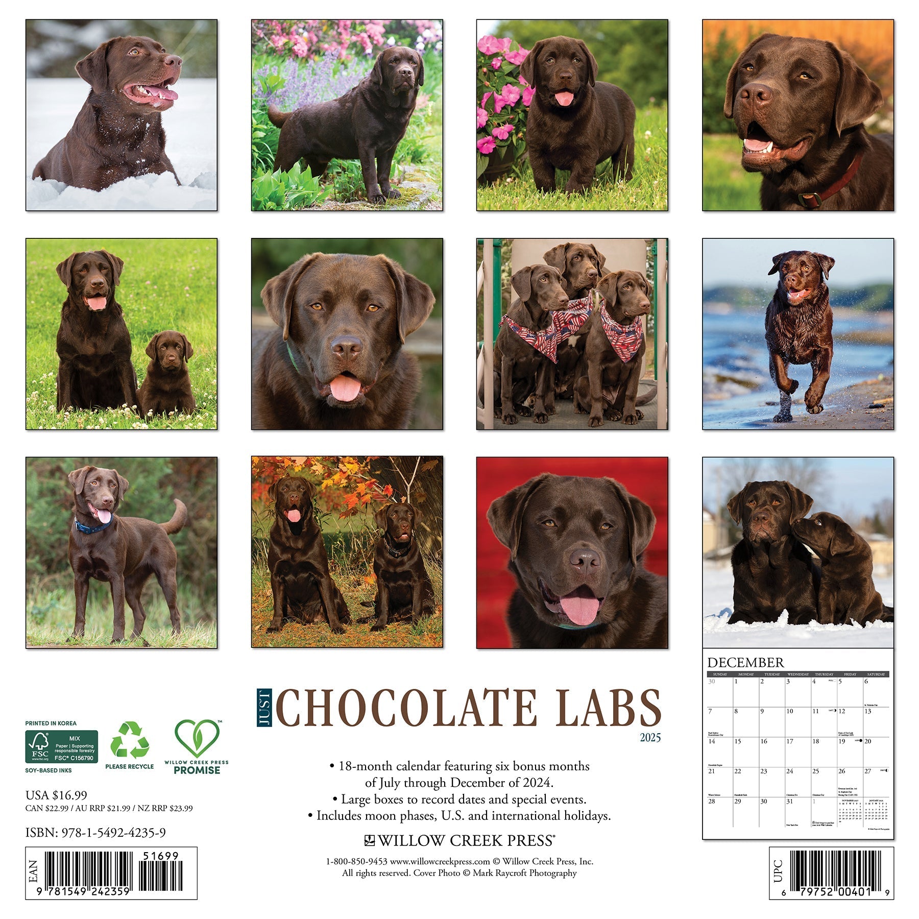 2025 Chocolate Labs - Square Wall Calendar (US Only)