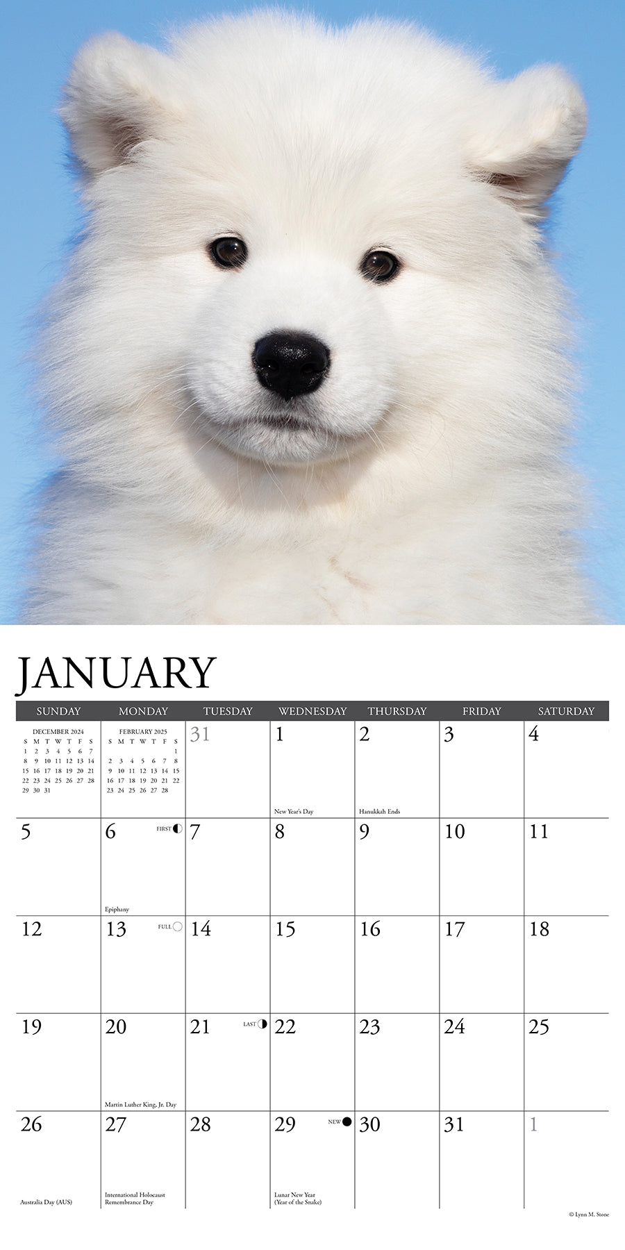 2025 Samoyeds - Square Wall Calendar (US Only)