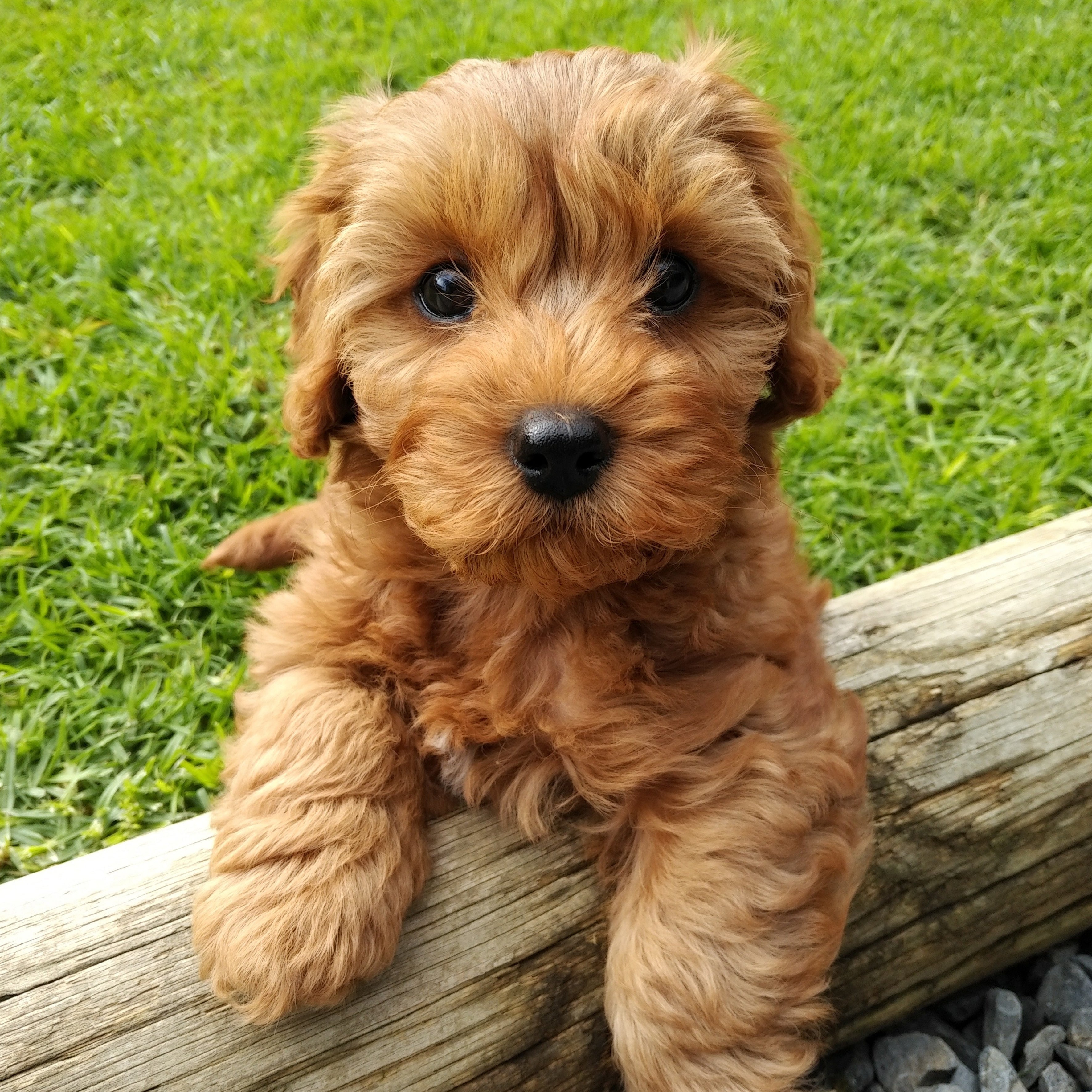 2025 Cavoodle - Square Wall Calendar