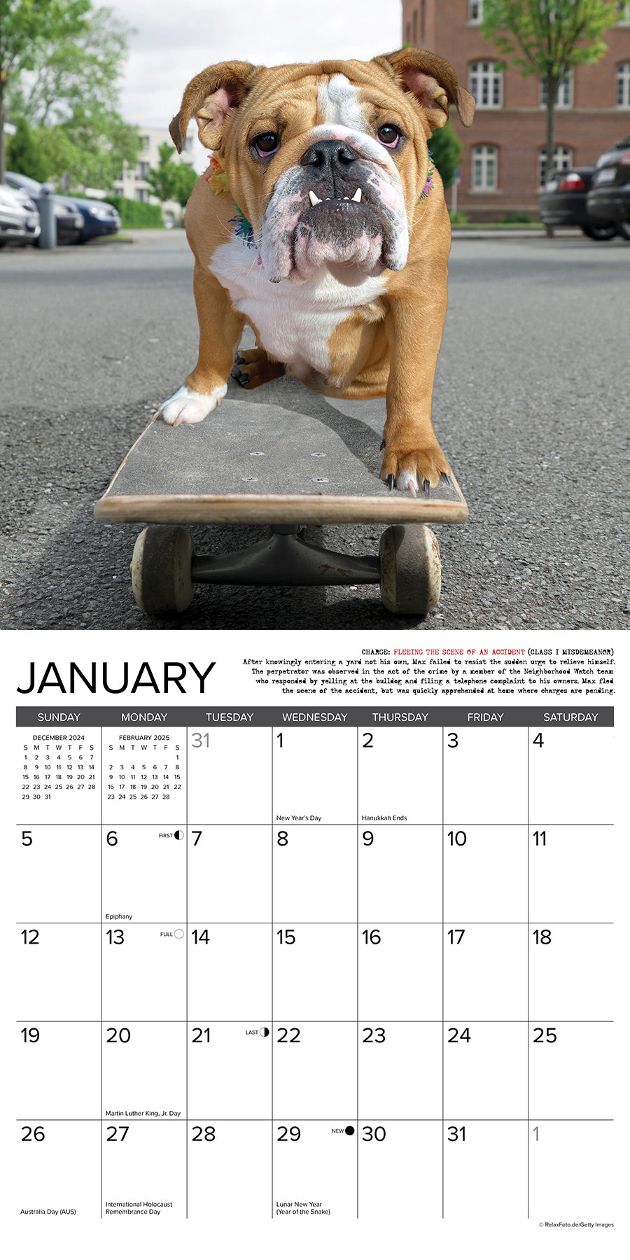 2025 Bulldog Bad Boys - Square Wall Calendar (US Only)