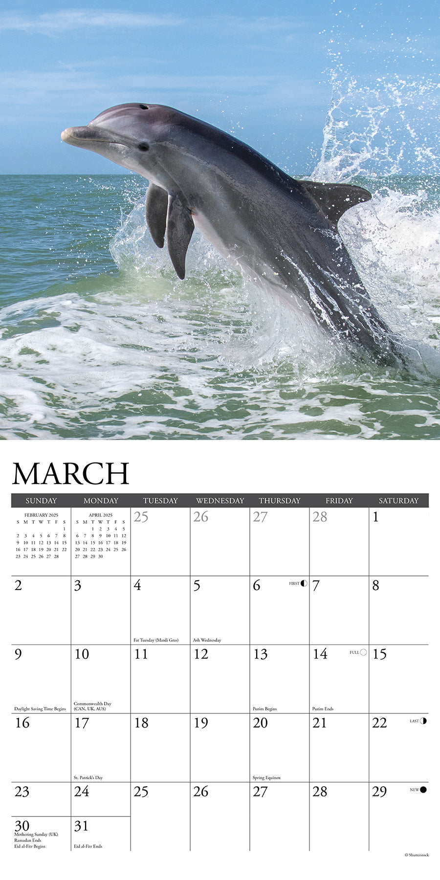 2025 Dolphins - Square Wall Calendar (US Only)