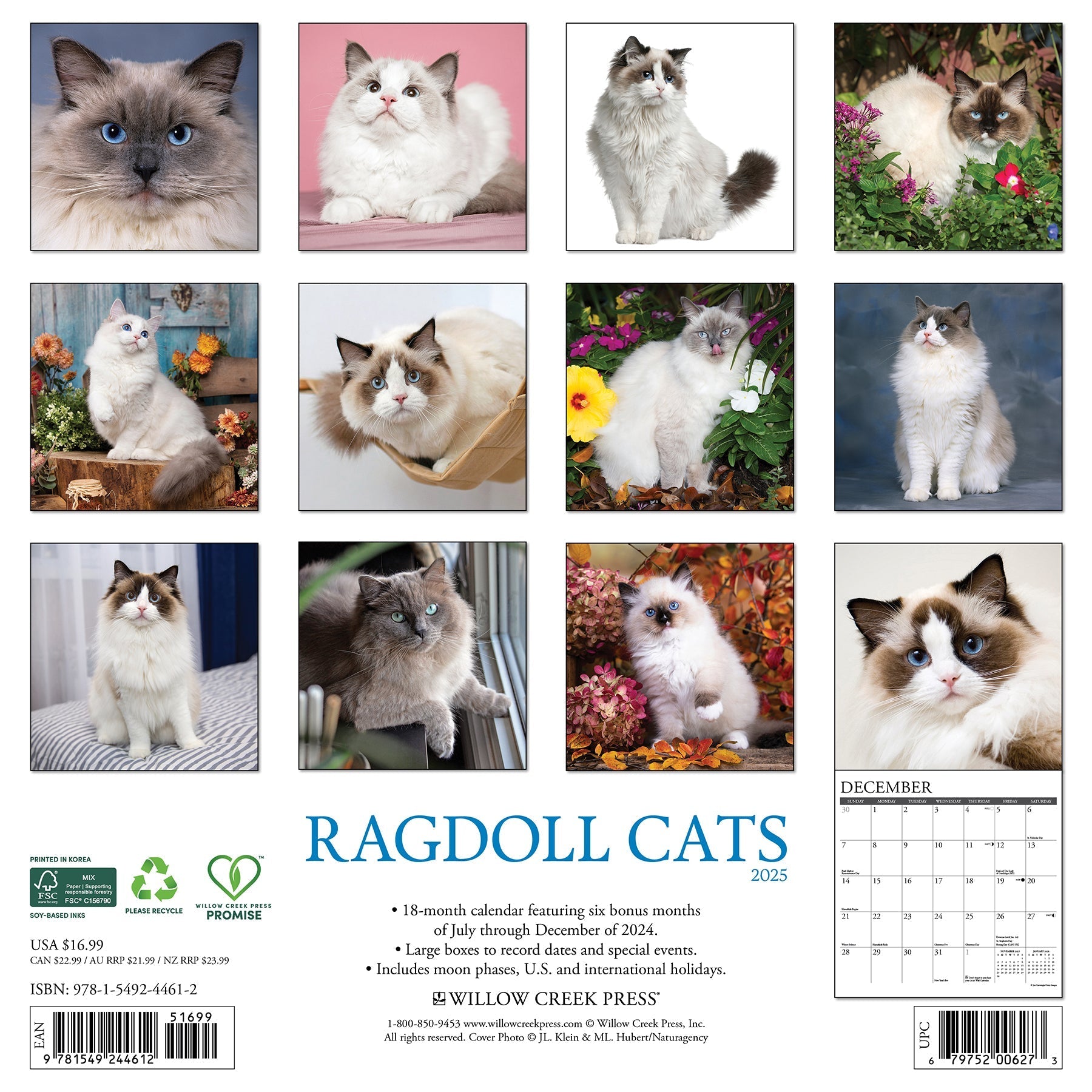 2025 Ragdoll Cats - Square Wall Calendar (US Only)