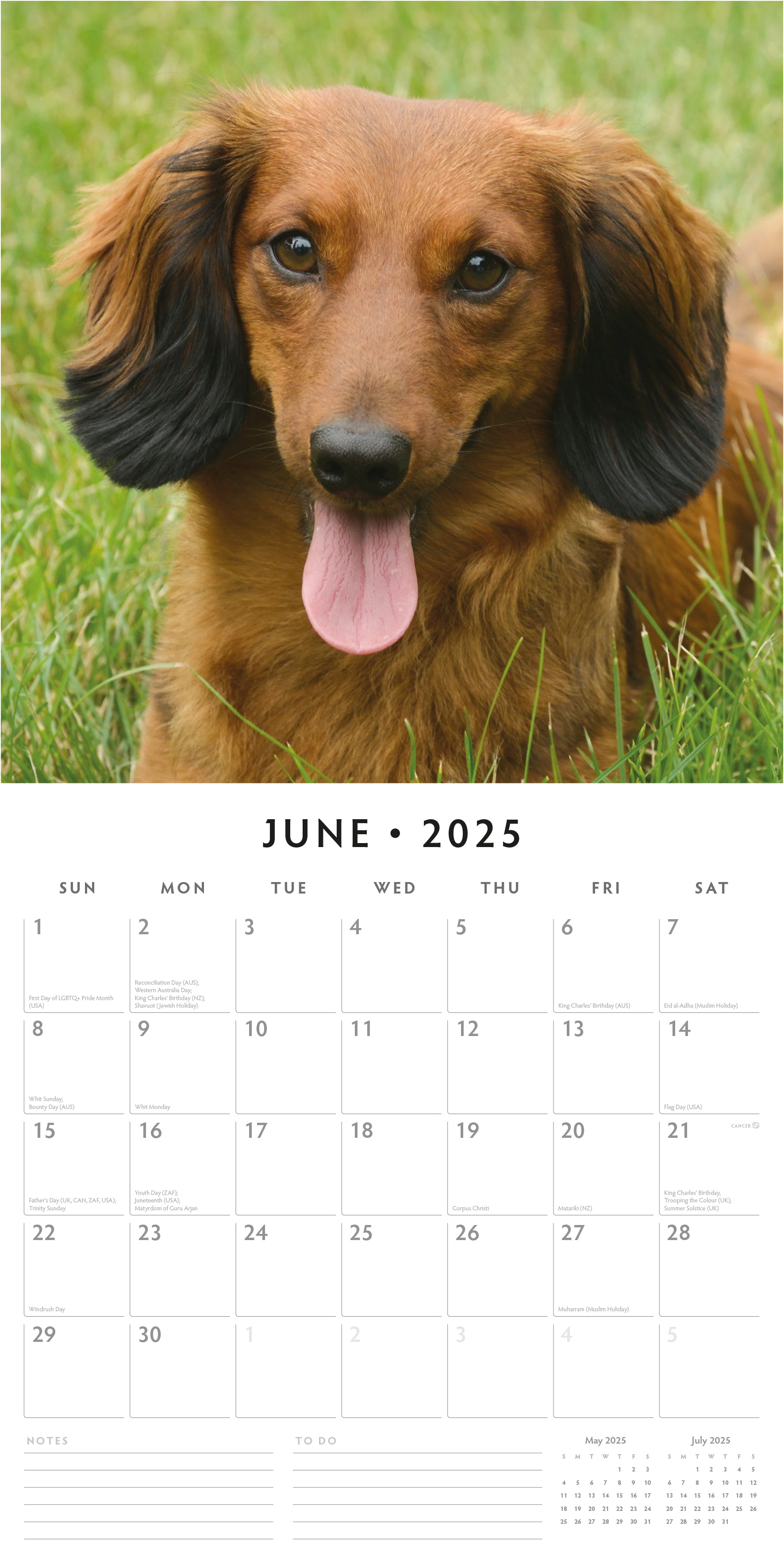 2025 Long-Haired Dachshunds - Square Wall Calendar