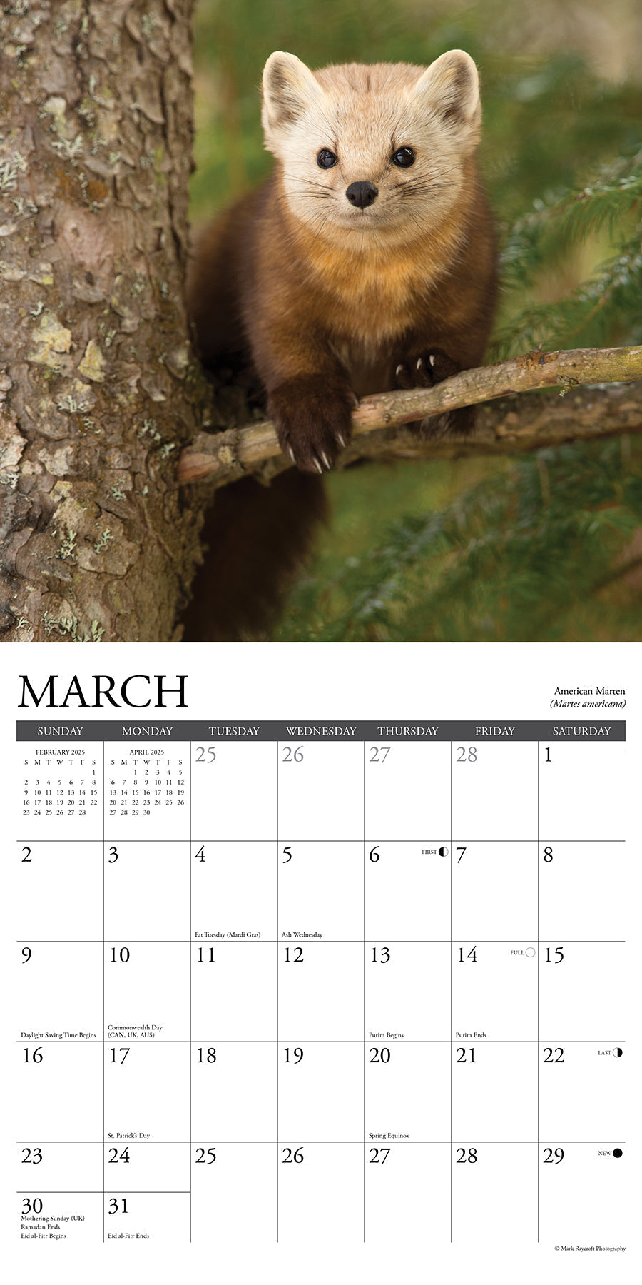 2025 Northwoods Wildlife - Square Wall Calendar (US Only)