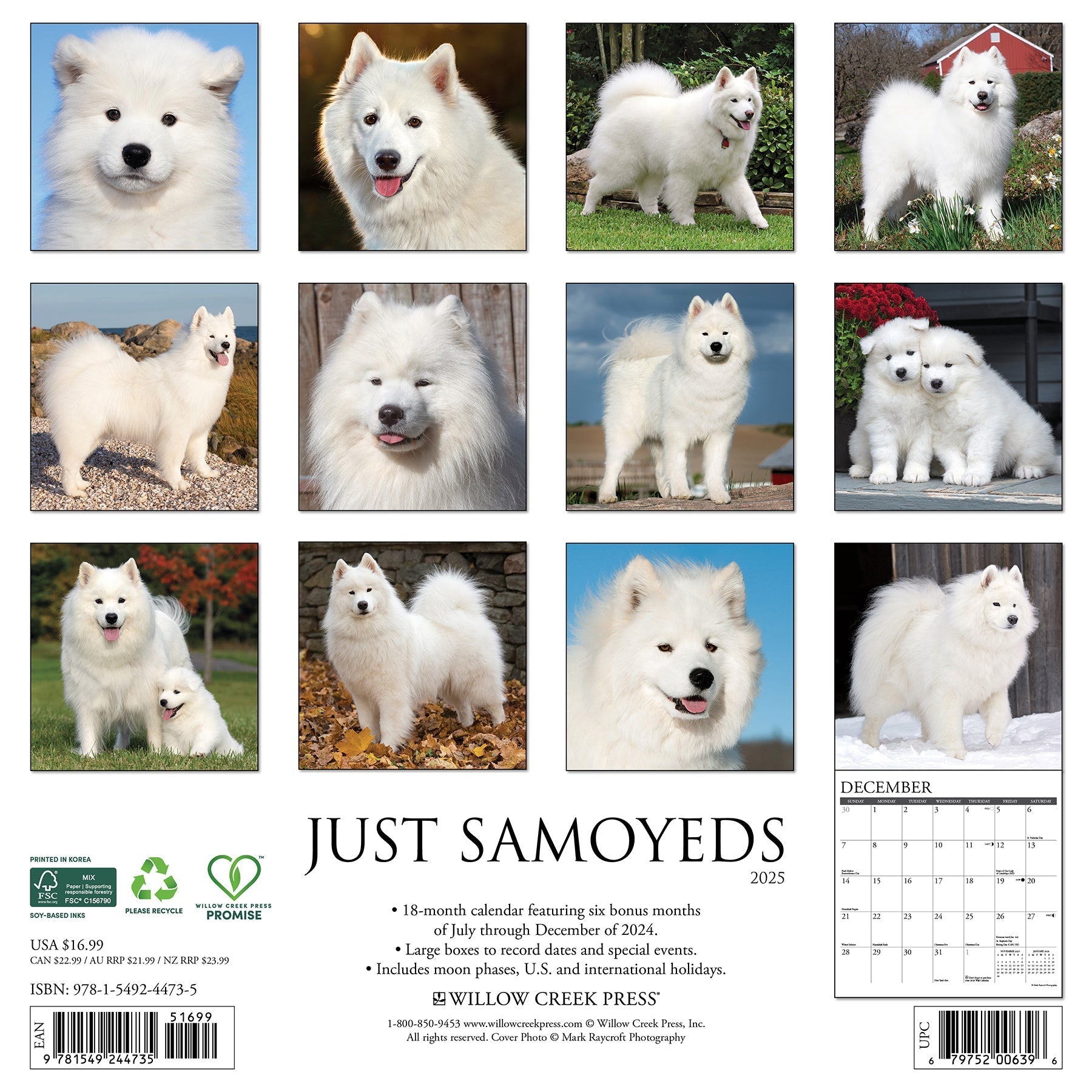 2025 Samoyeds - Square Wall Calendar (US Only)