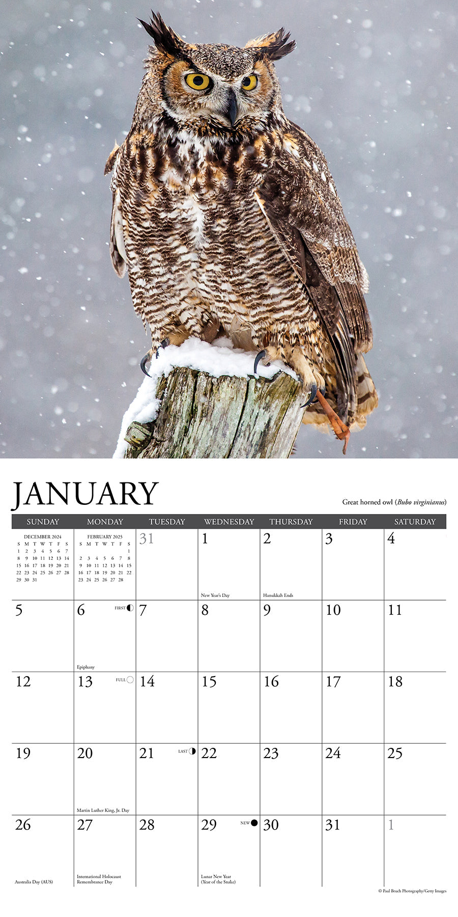 2025 Owls - Square Wall Calendar (US Only)