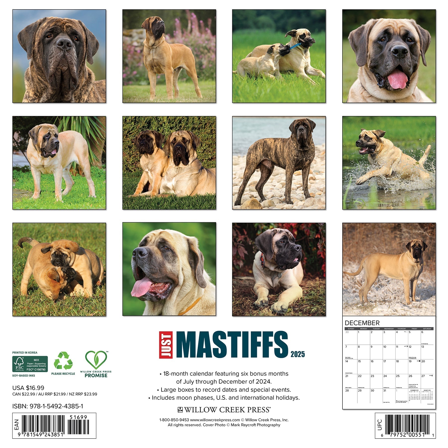 2025 Mastiffs - Square Wall Calendar (US Only)