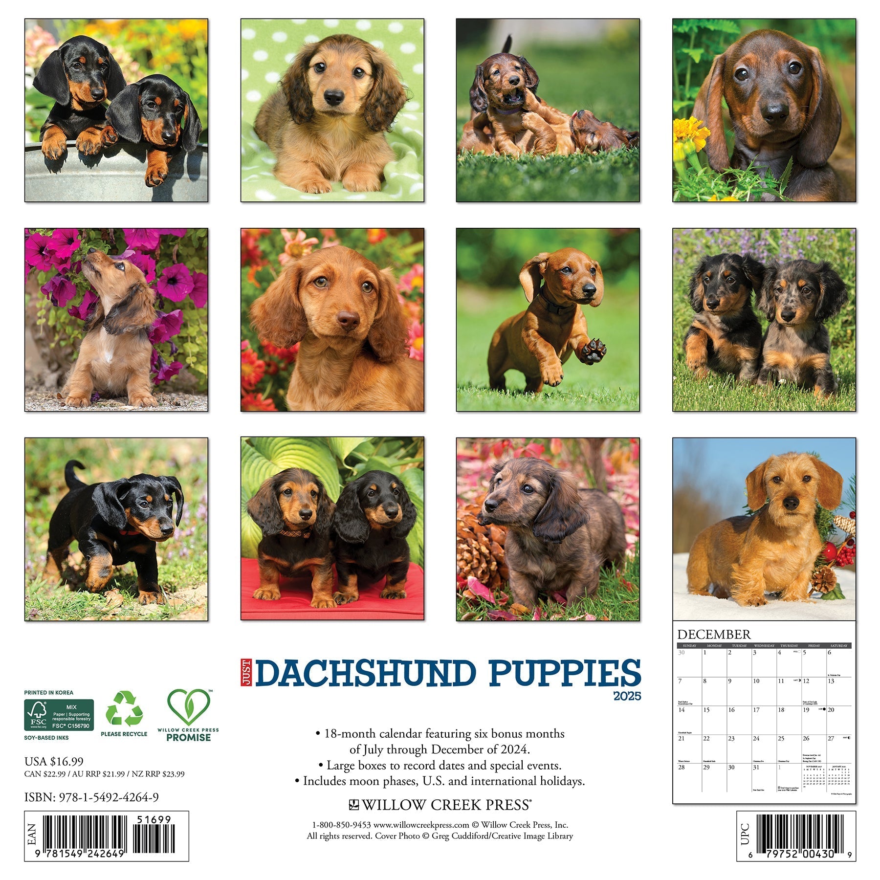 2025 Dachshund Puppies - Square Wall Calendar (US Only)