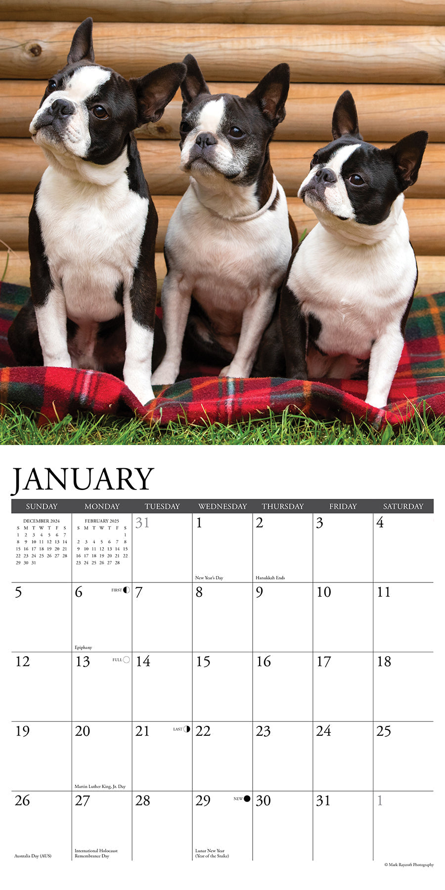 2025 Boston Terriers - Square Wall Calendar (US Only)