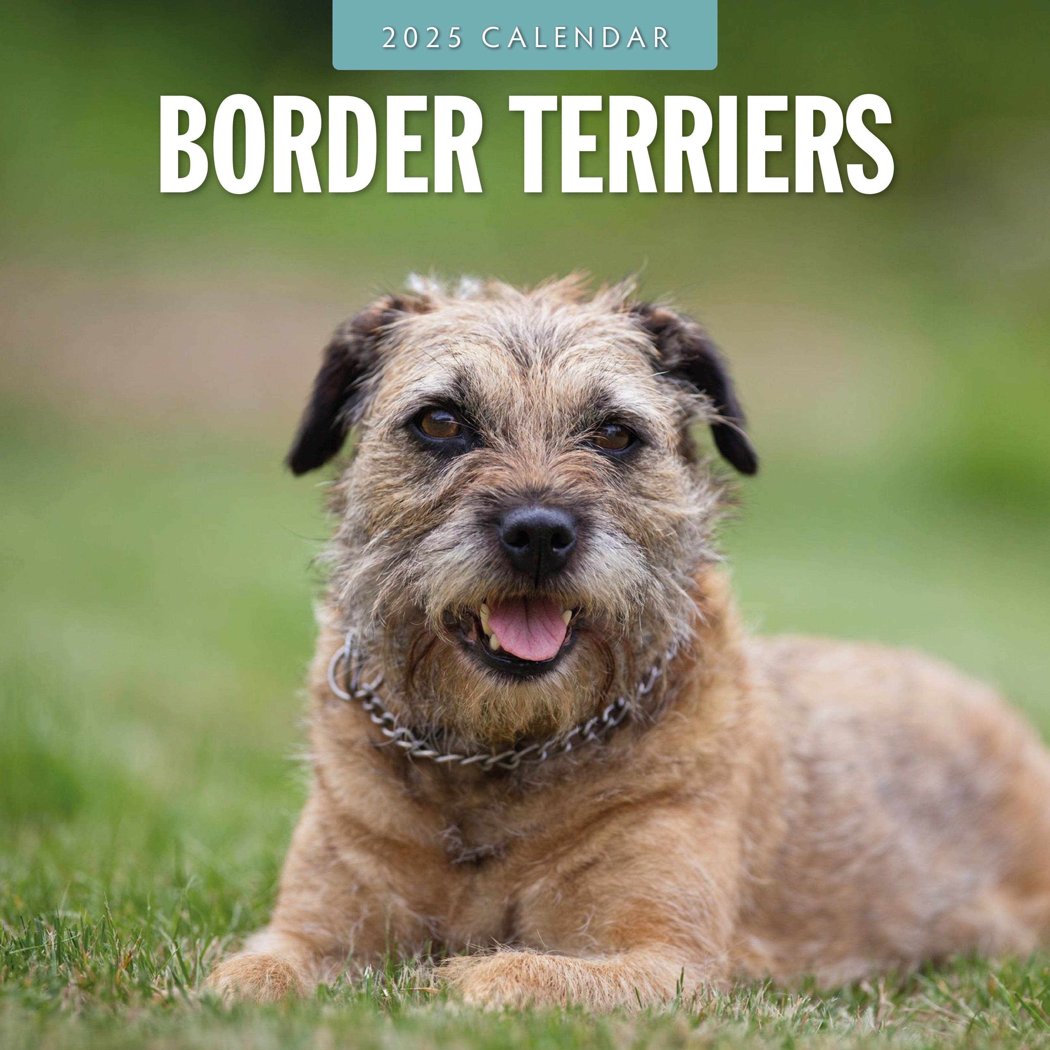 2025 Border Terriers - Square Wall Calendar