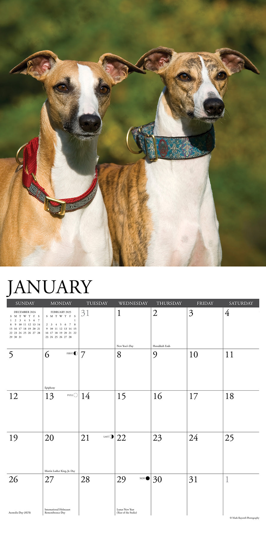 2025 Whippets - Square Wall Calendar (US Only)