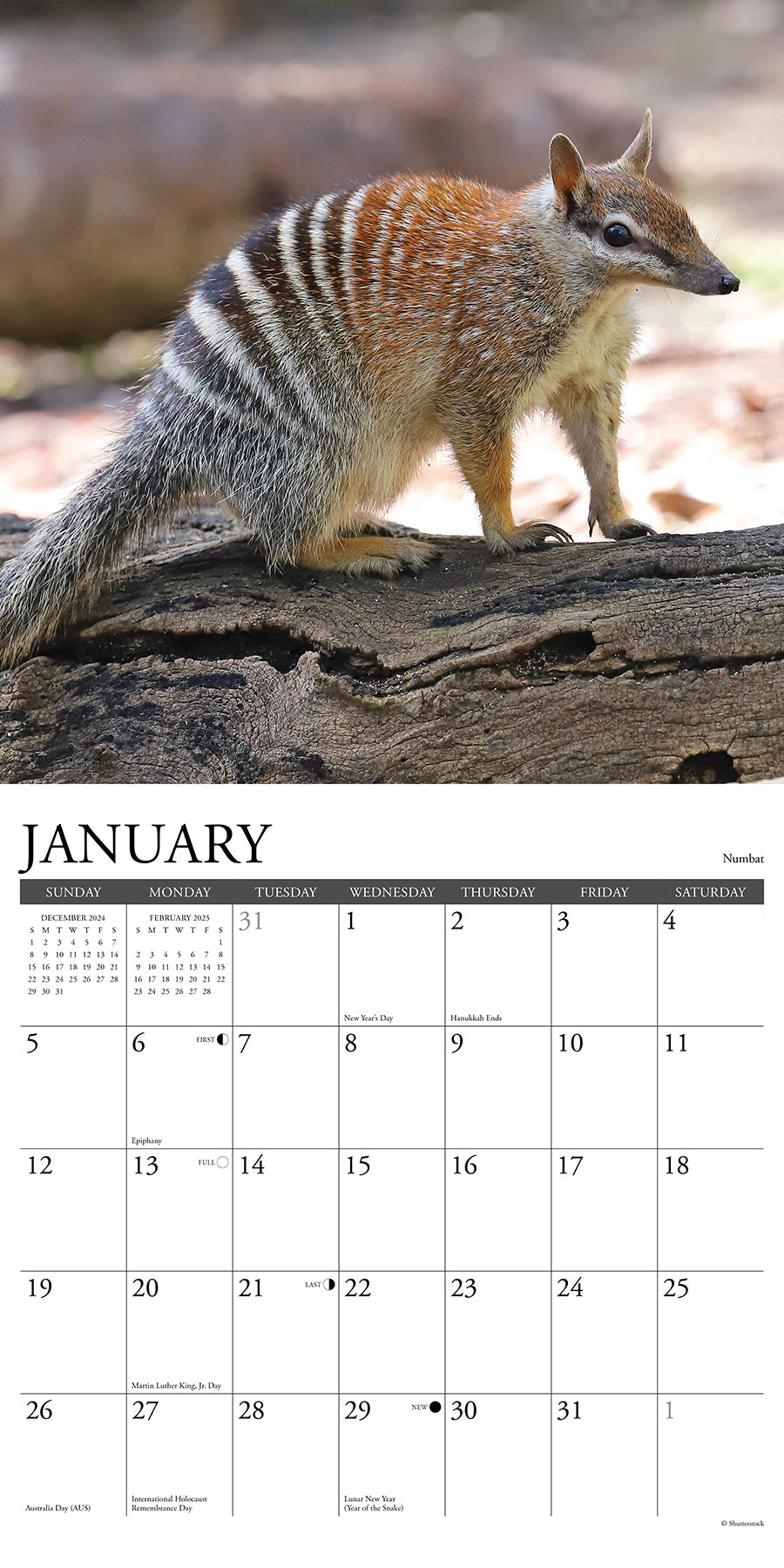 2025 Wildlife Down Under - Square Wall Calendar (US Only)