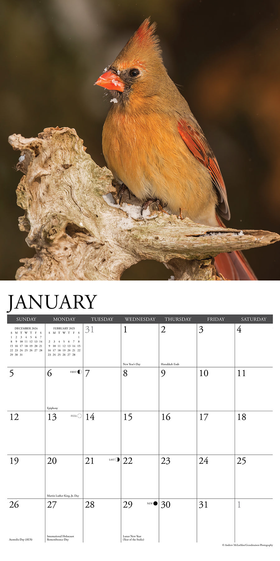 2025 Cardinals - Square Wall Calendar (US Only)