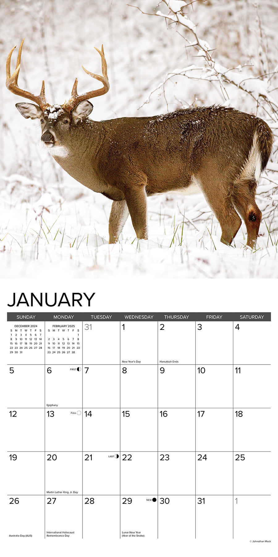 2025 Whitetail Monarchs (Deer) - Square Wall Calendar (US Only)