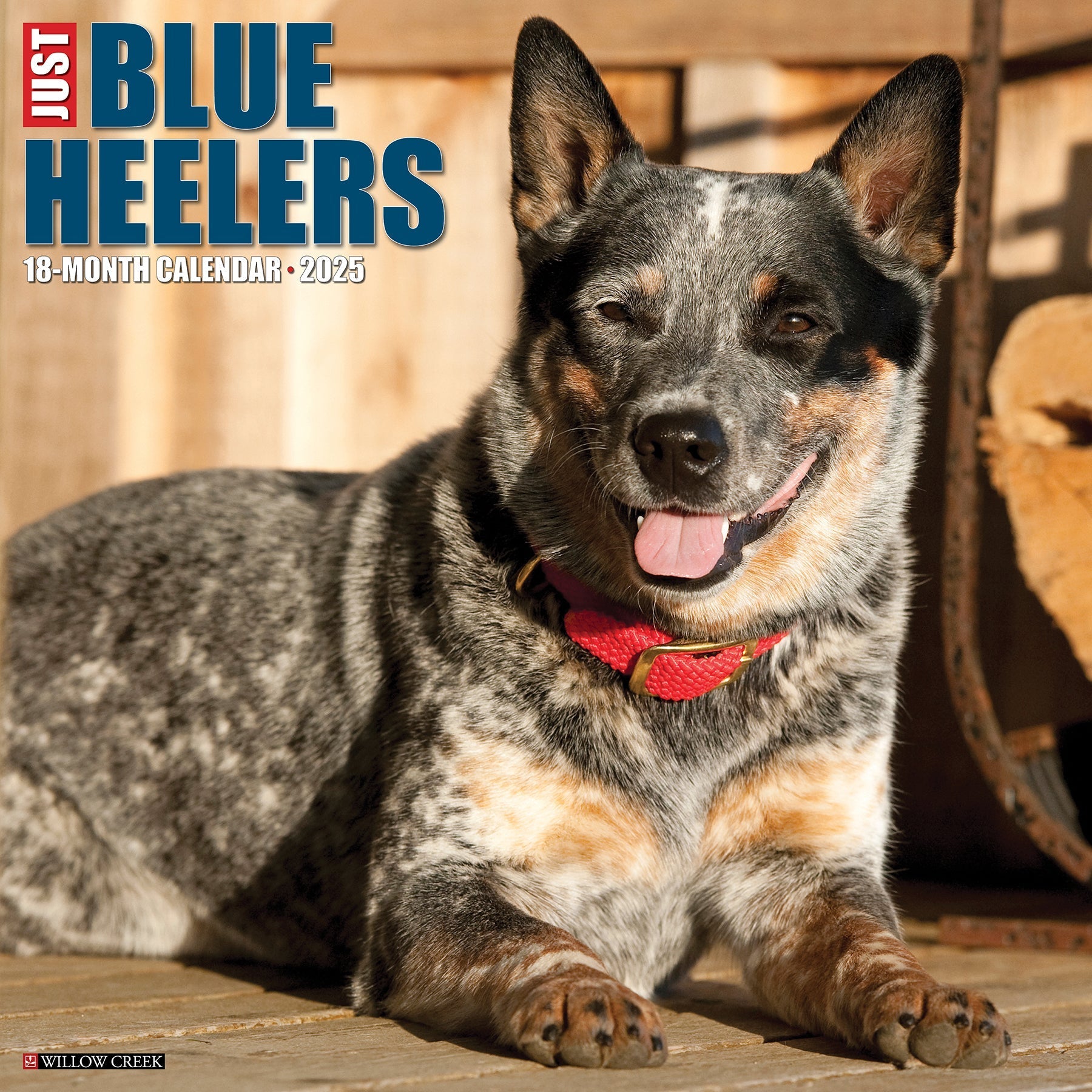 2025 Blue Heelers - Square Wall Calendar (US Only)