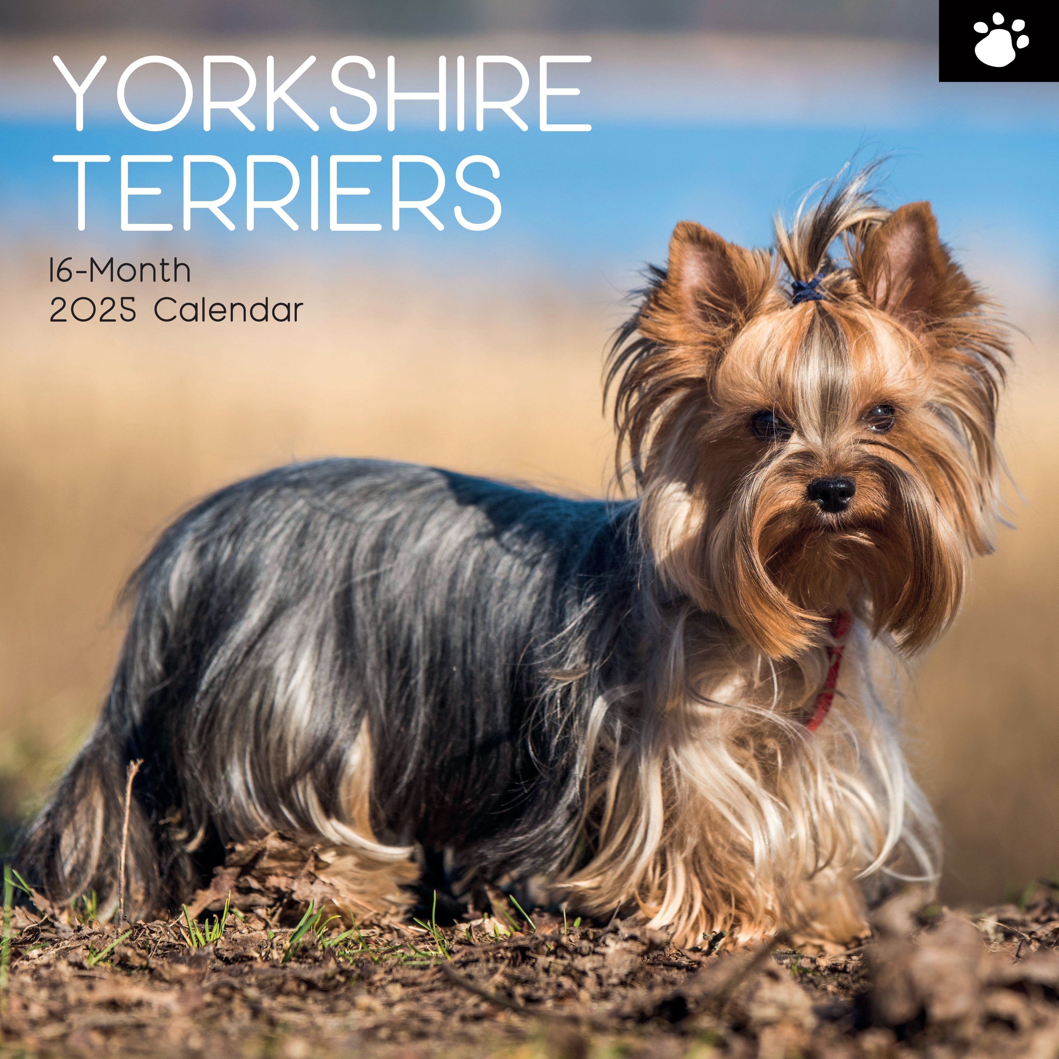 2025 Yorkshire Terriers - Square Wall Calendar