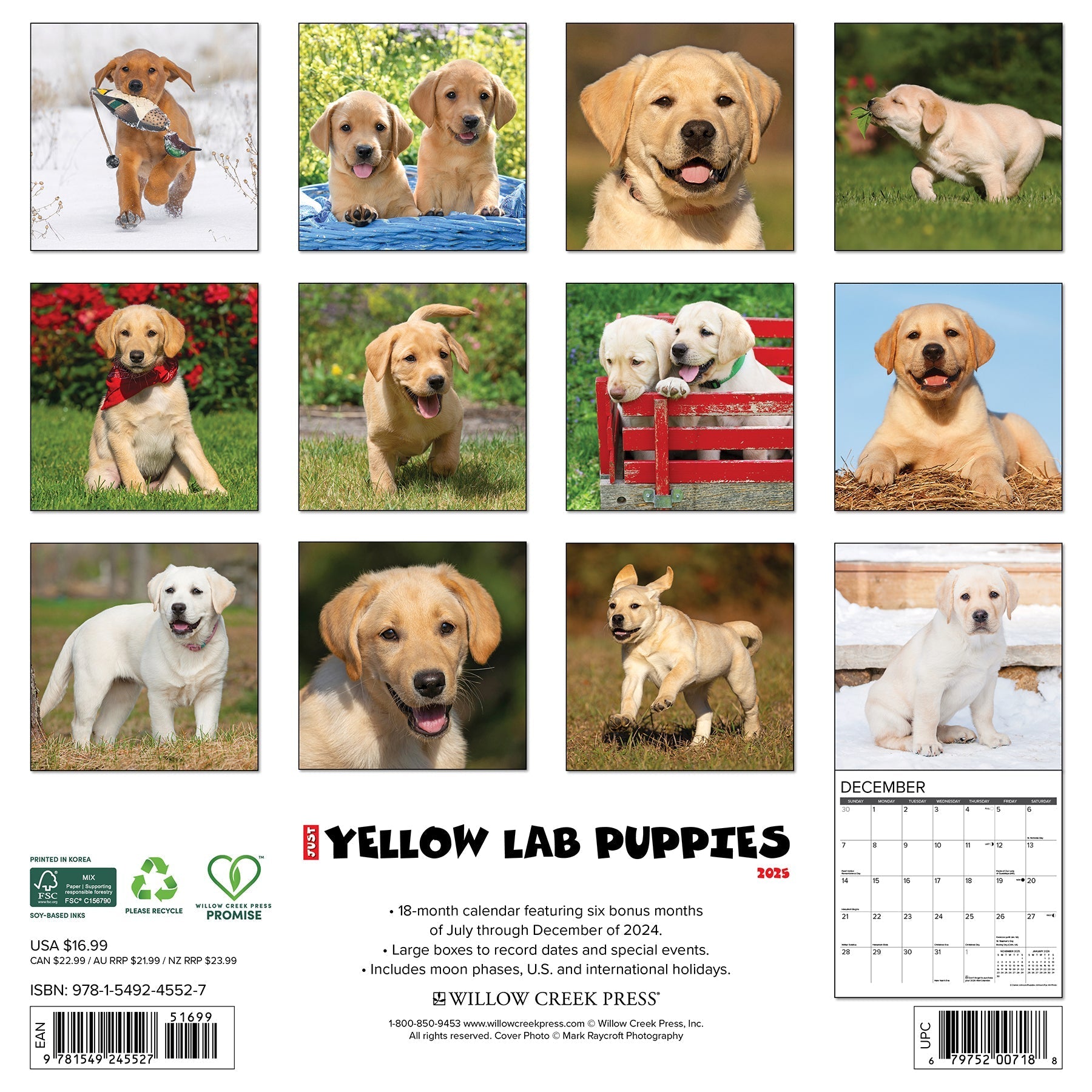 2025 Yellow Lab Puppies - Square Wall Calendar (US Only)