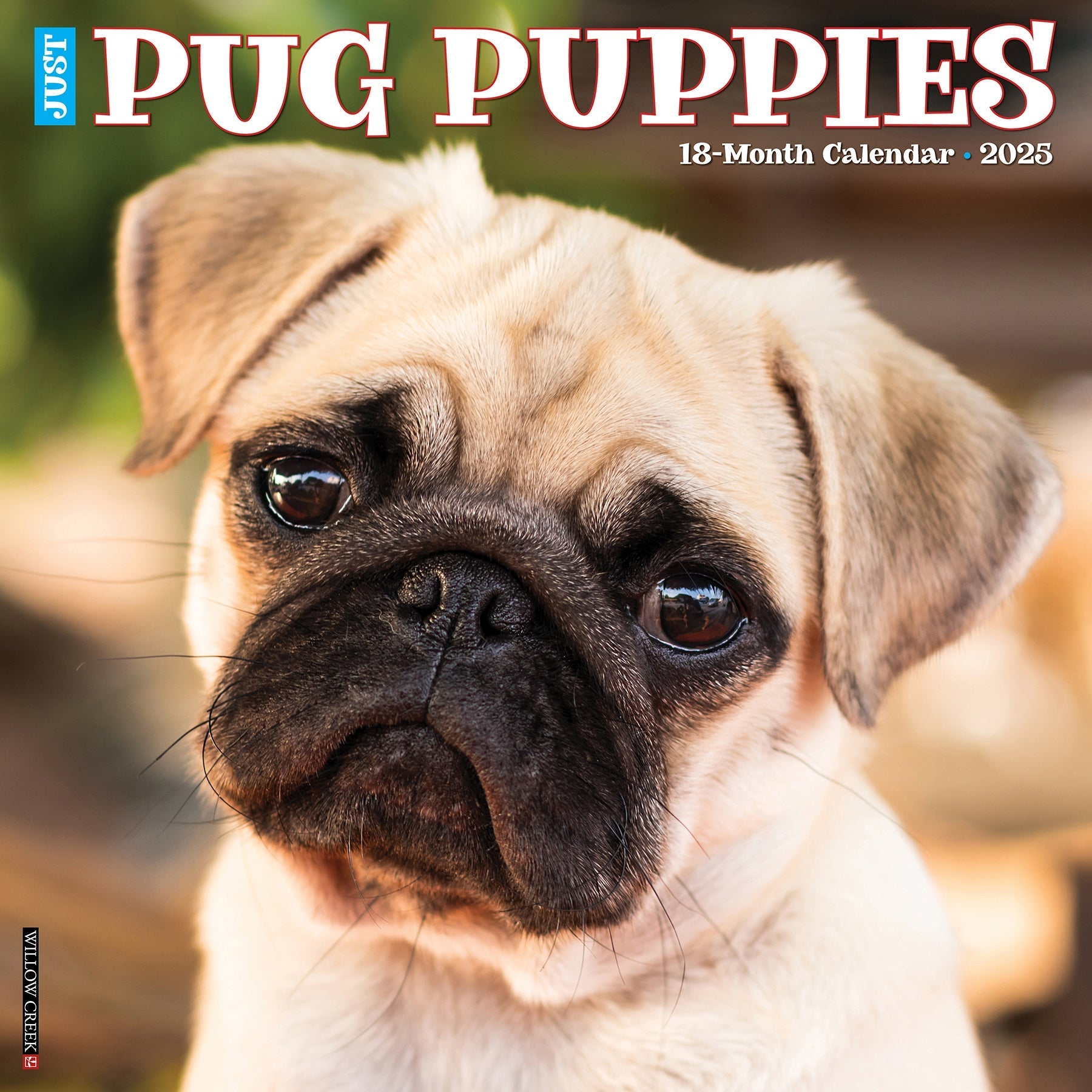 2025 Pug Puppies - Square Wall Calendar (US Only)