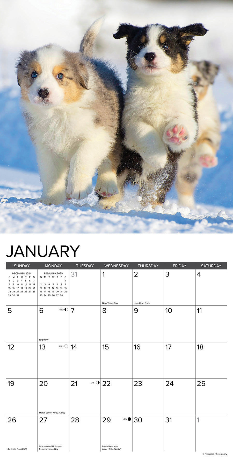 2025 Australian Shepherd Puppies - Square Wall Calendar (US Only)